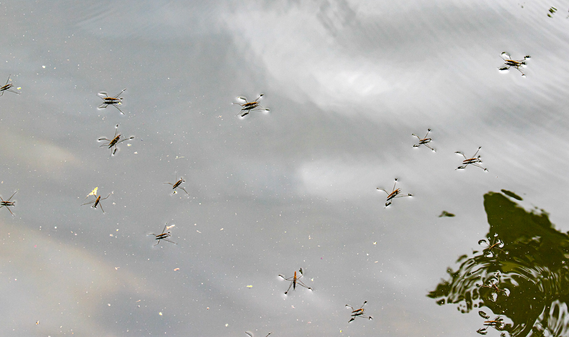 River Skater (Aquarius najas) Walk Thames Path MArlow to Bourne End 06 August 2025