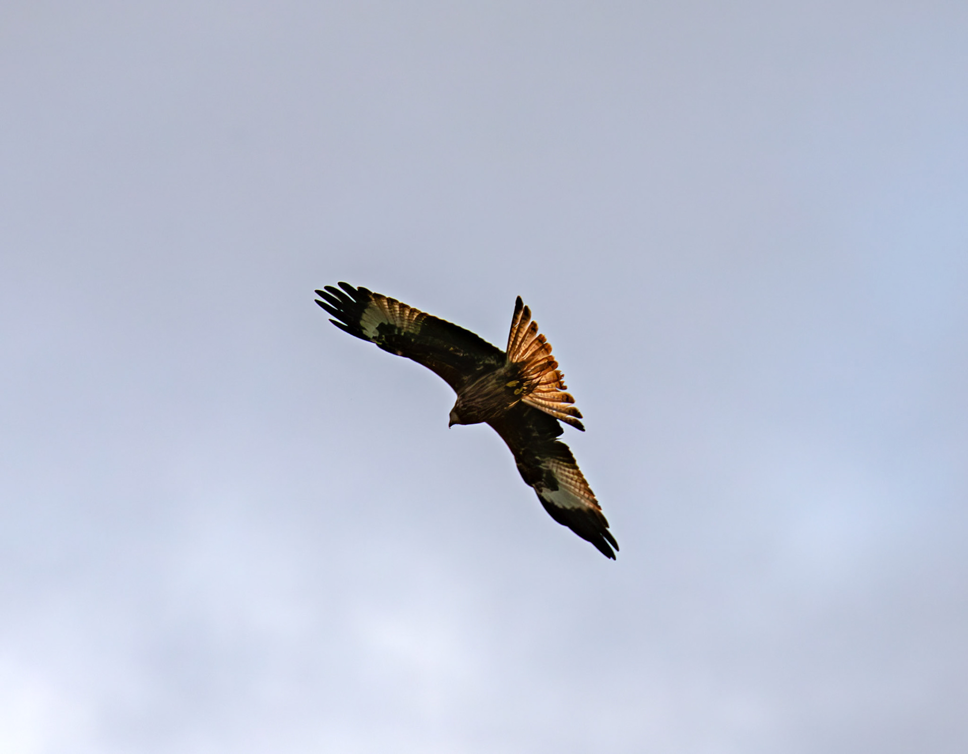 Ardgaty Kites 12 November 2025