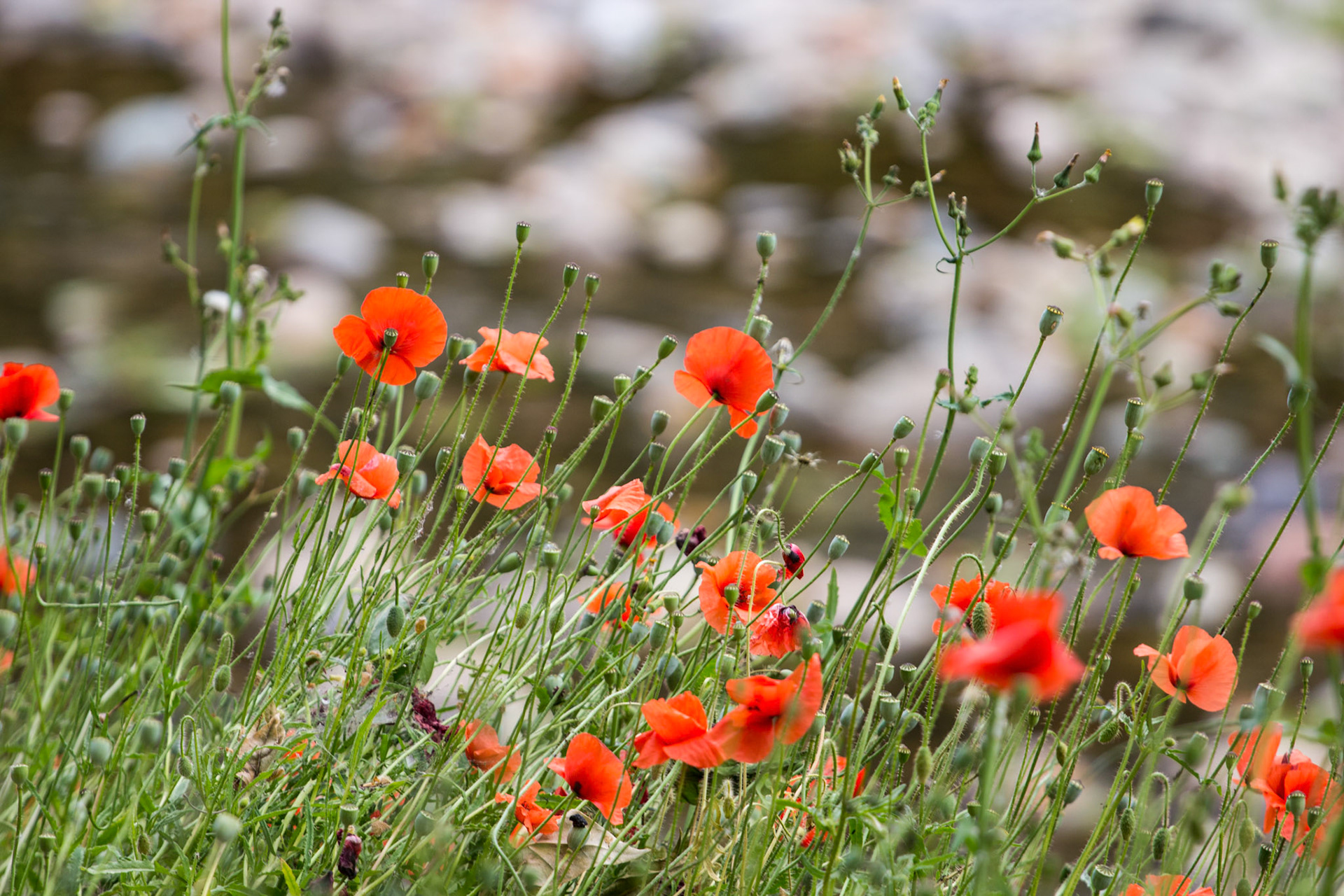 Poppies Cernay FrancePlease see my other Photographs at: http://www.jamespdeans.co.uk/