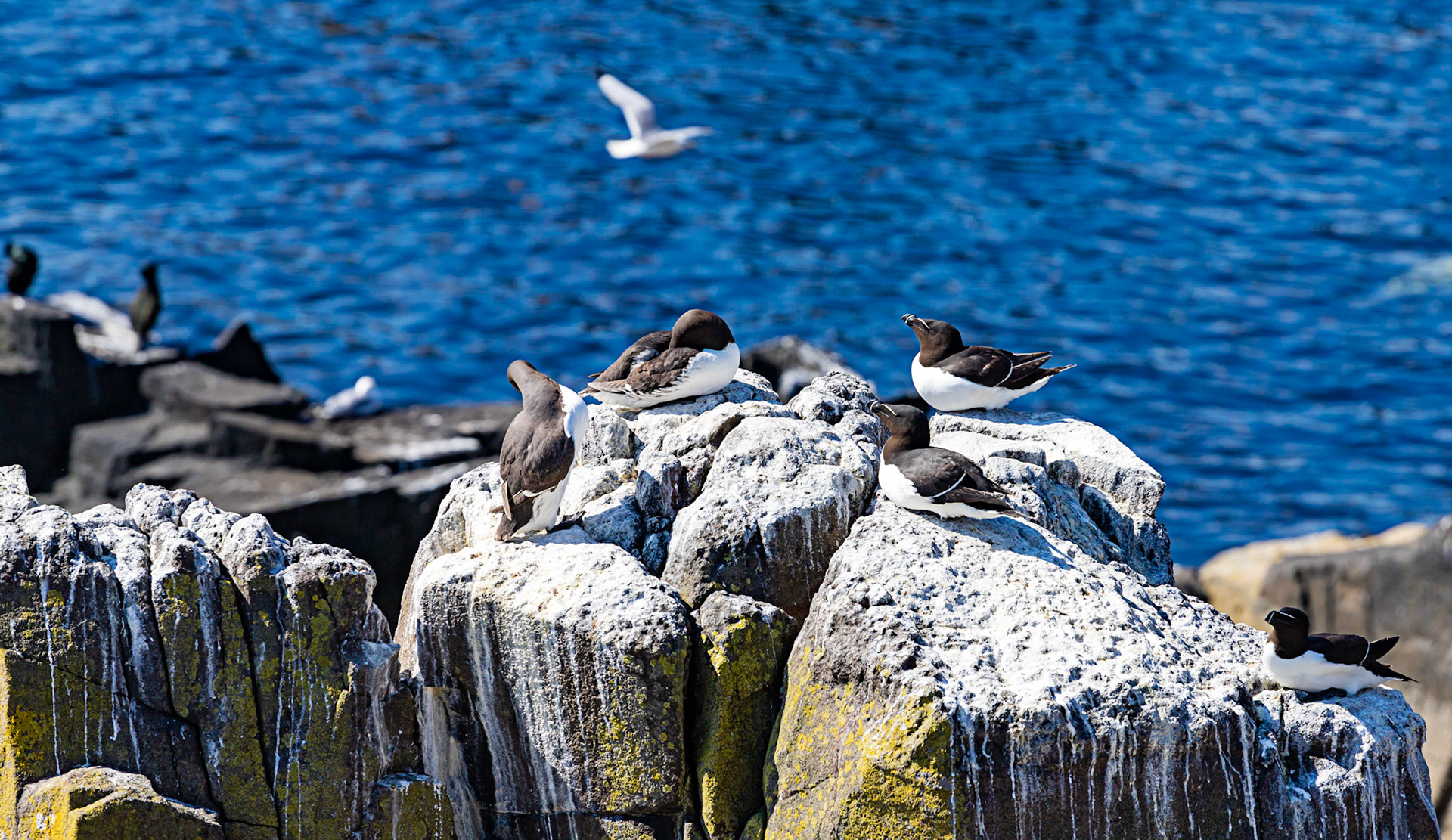 Isle of May - 04 June 2022