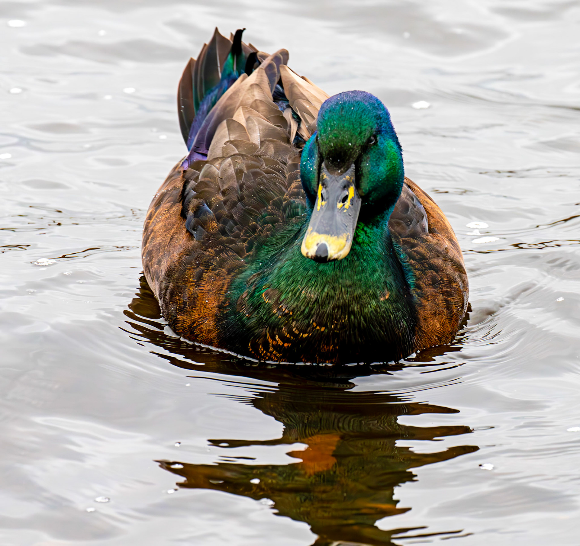 Cayuga ducks at Lochore 01 March 2025