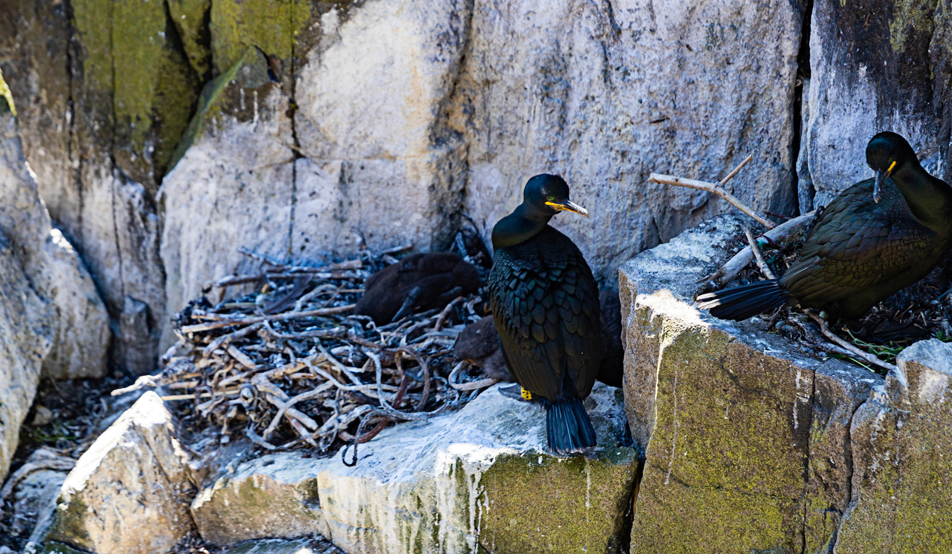 Isle of May - 04 June 2022