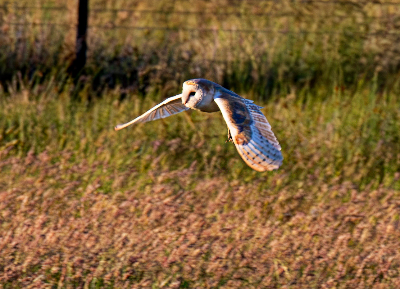 Barn Owl at Harperrig 02 July 2026