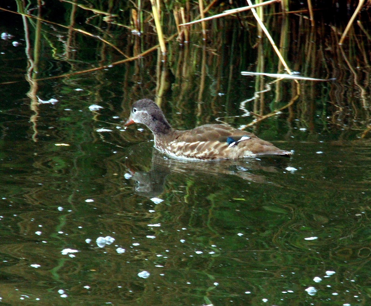LondonPlease see my other Photographs at: http://www.jamespdeans.co.uk/