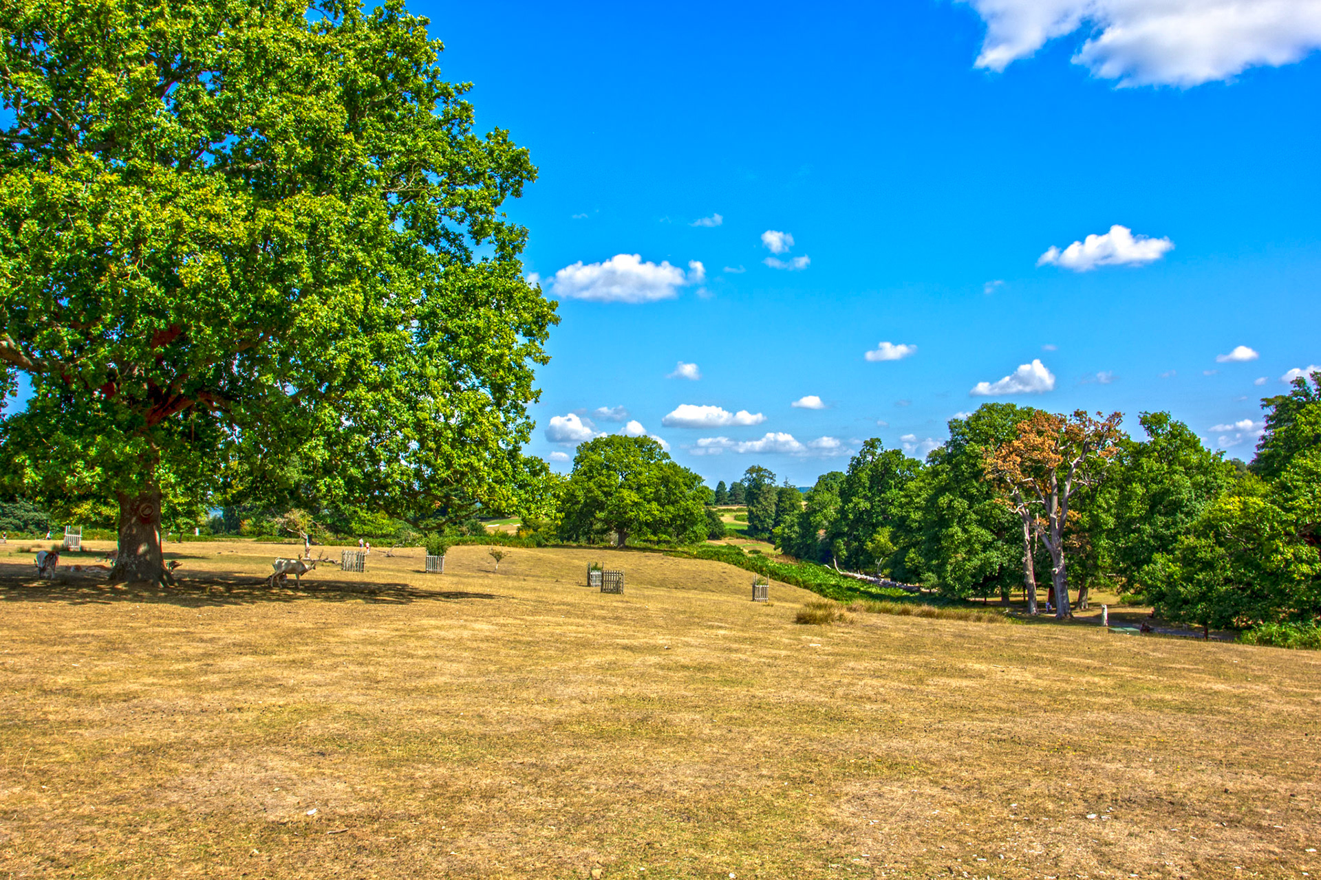 Knowle Park, Kent 23 Aug 2025
