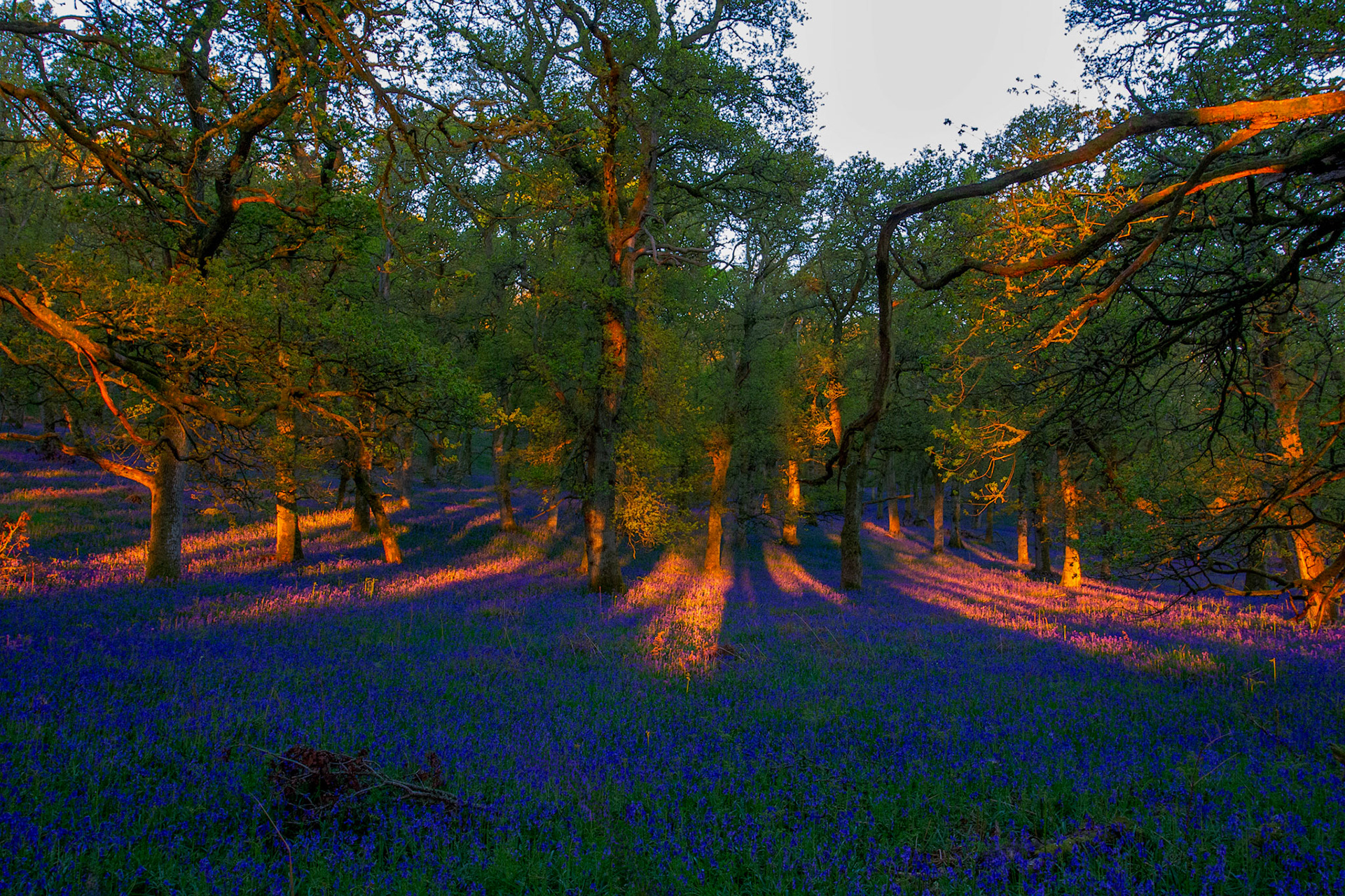 Kinclaven Bluebell Woods 16 May 2026