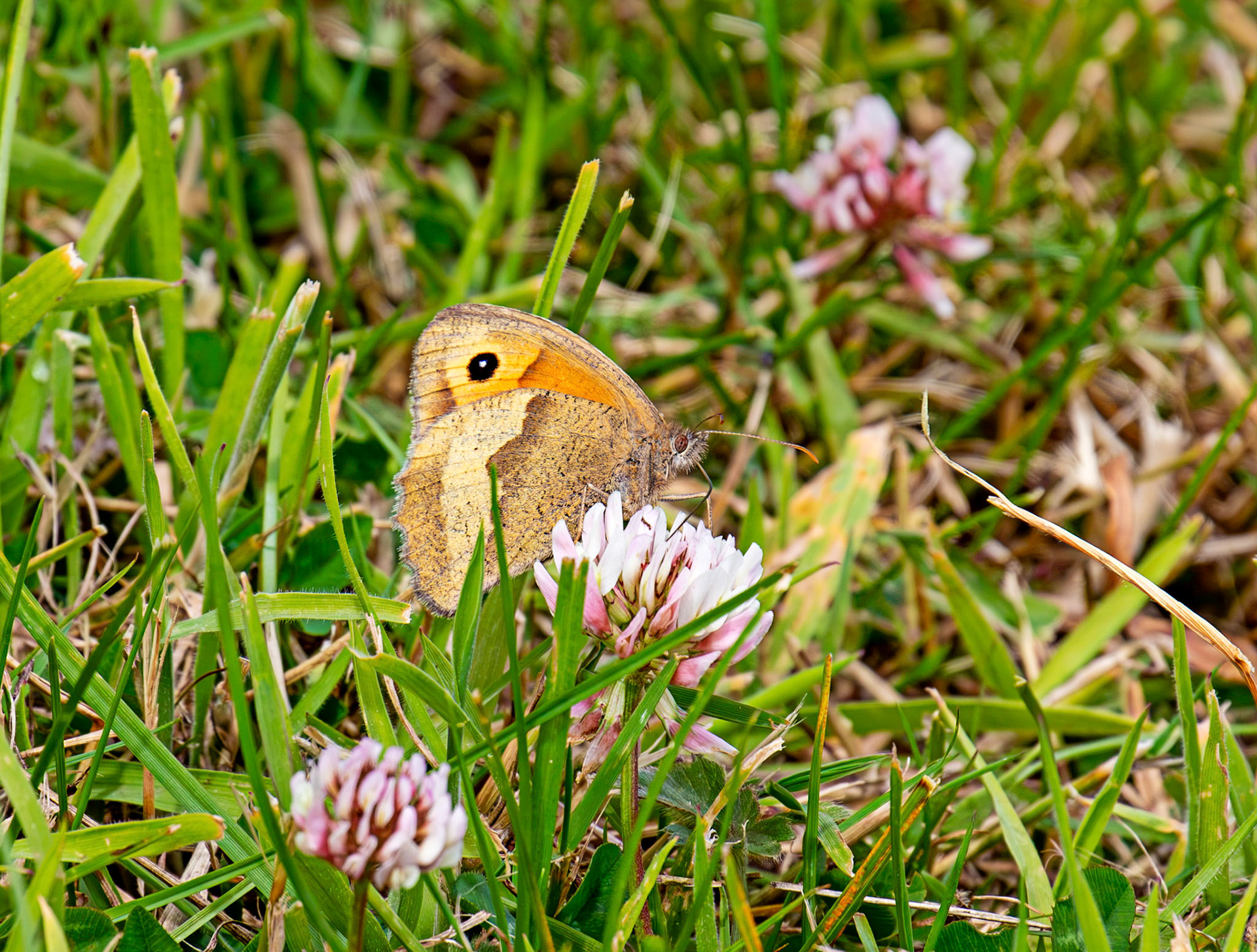 Meadow Brown - Butterfly at Tantallon Castle 04 July 2026