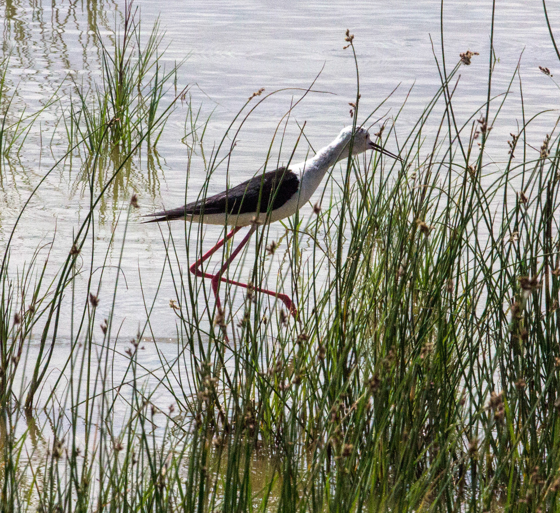 Parc Natural de s'Albufera de MallorcaPlease see my other Photographs at: www.jamespdeans.co.uk