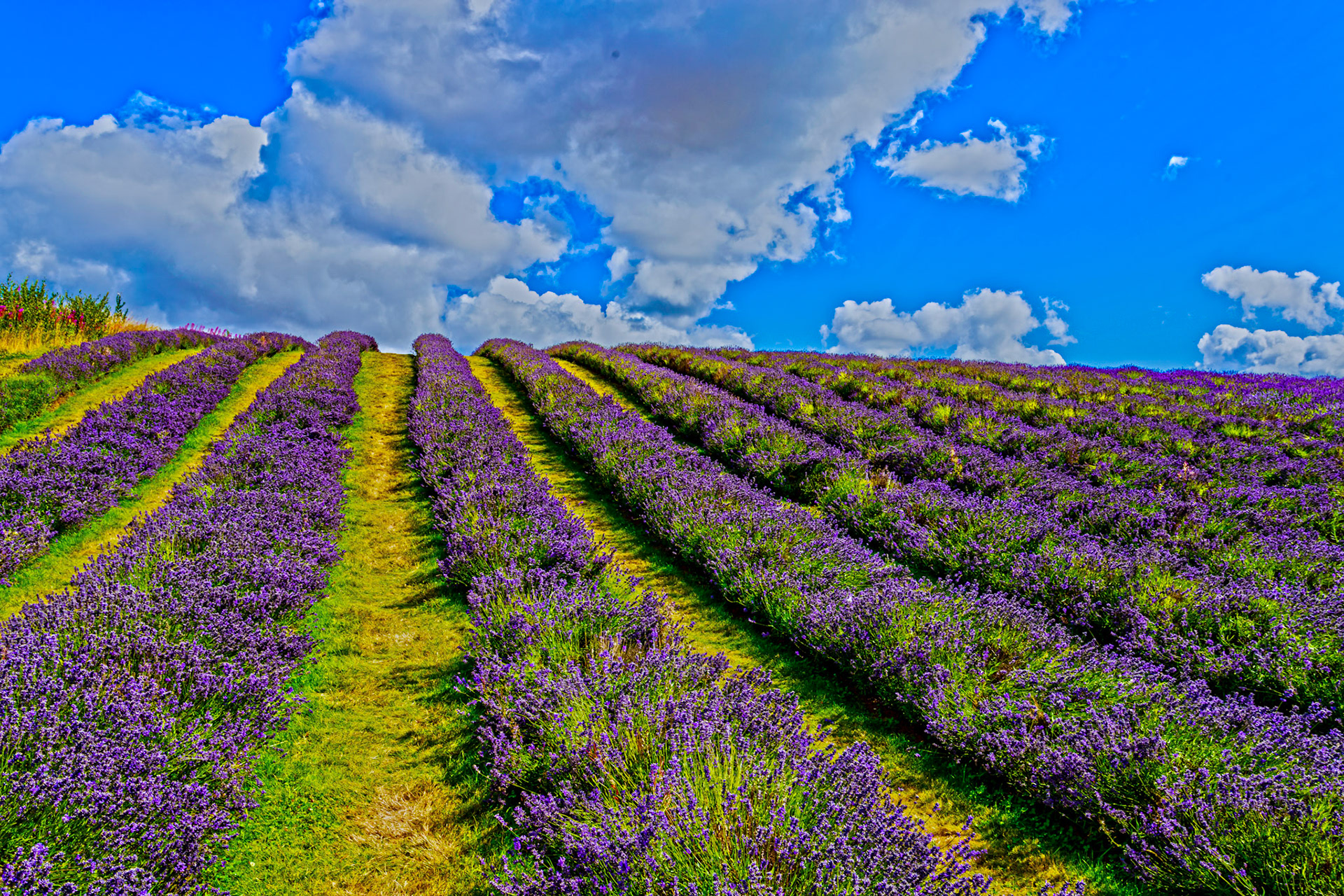 I spent an amazing few hours at Scottish Lavender Oils. They are so dedicated to nature and not to profit!