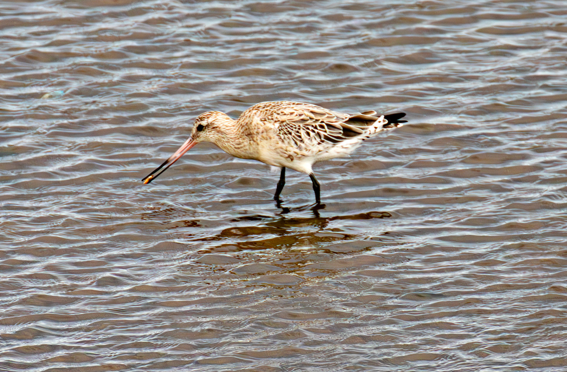 Bar-Tailed Godwit - Fisherrow, Musselburgh 14 Sept 2024