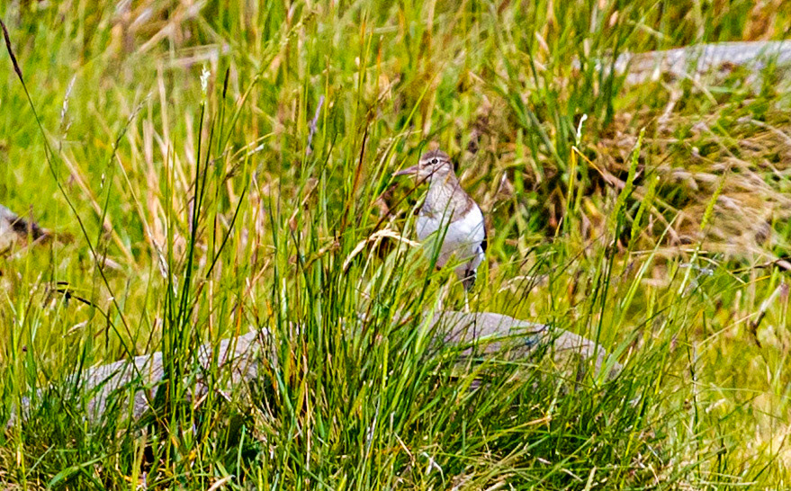 Harperrig Reservoir 15 June 2021 Please see my other photos at JamesPDeans.co.uk