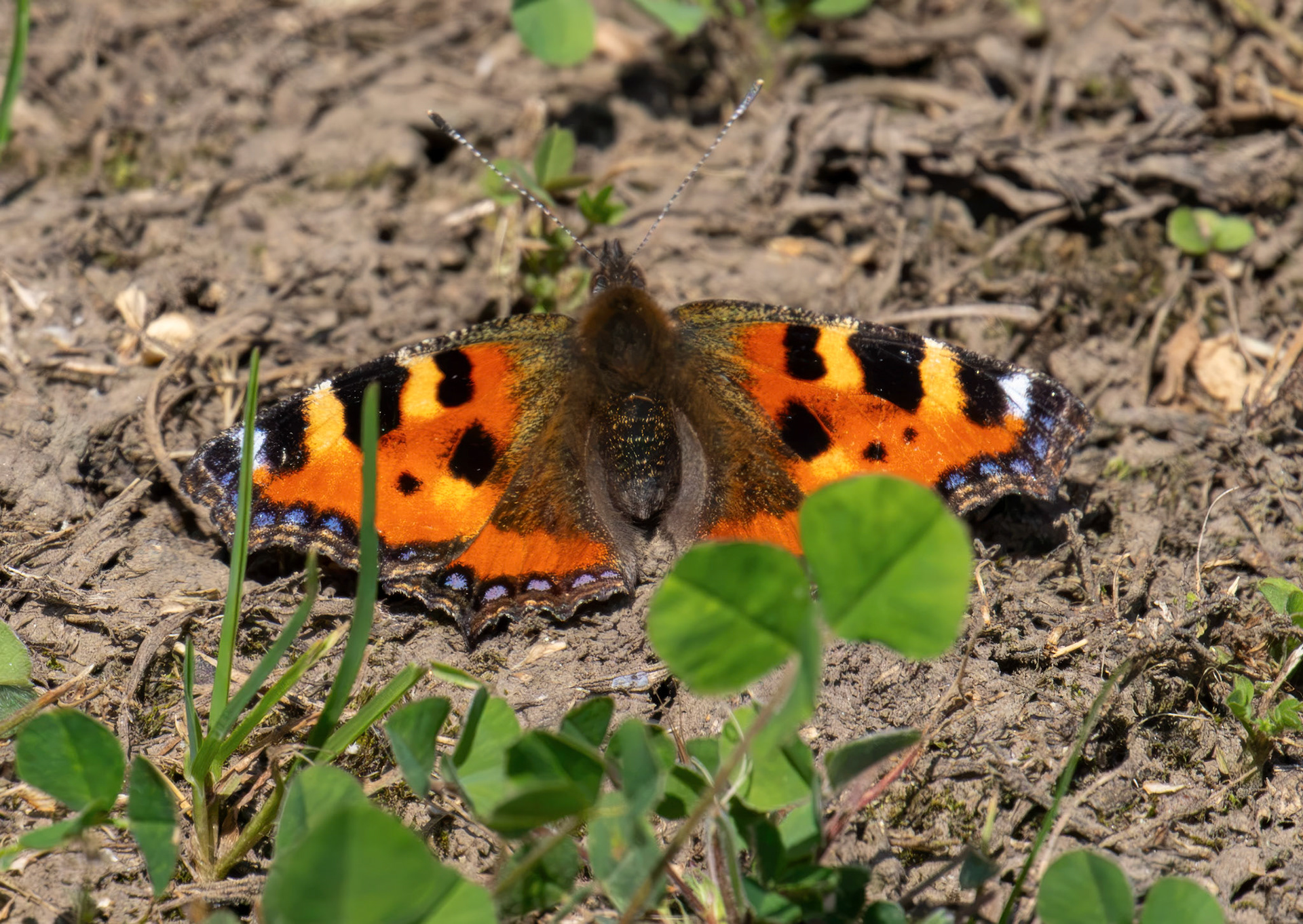 Small Tortoiseshell (Aglais urticae) - Pates Hill Wind Farm 14 July 2026