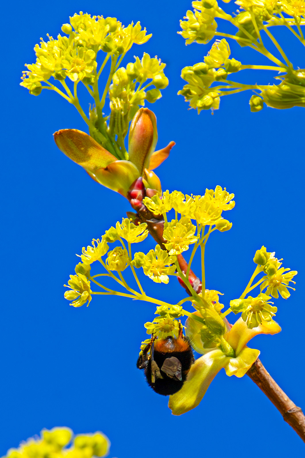 Bee in Livingston, West Lothian, 07 April 2025