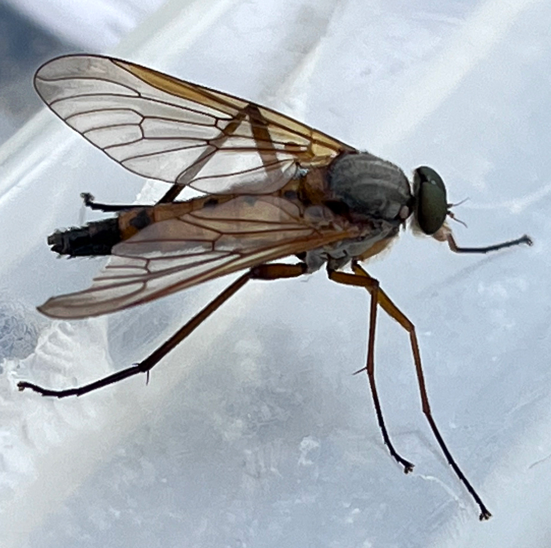 Snipe Fly (Rhagio tringarius) Harperrig 16 August 2025