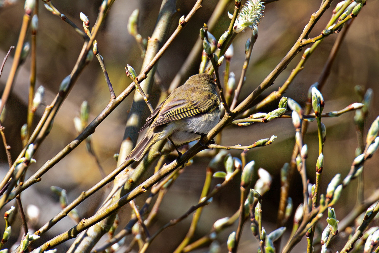Willow Warbler by the Leithen Water, Moorfoot Hills