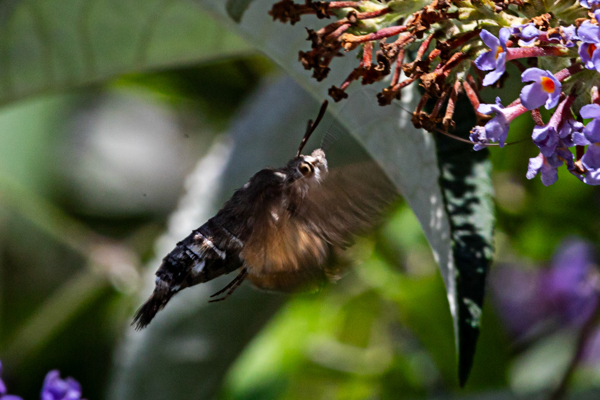 Humming Bird Hawk Moth - Siena 26 June 2024
