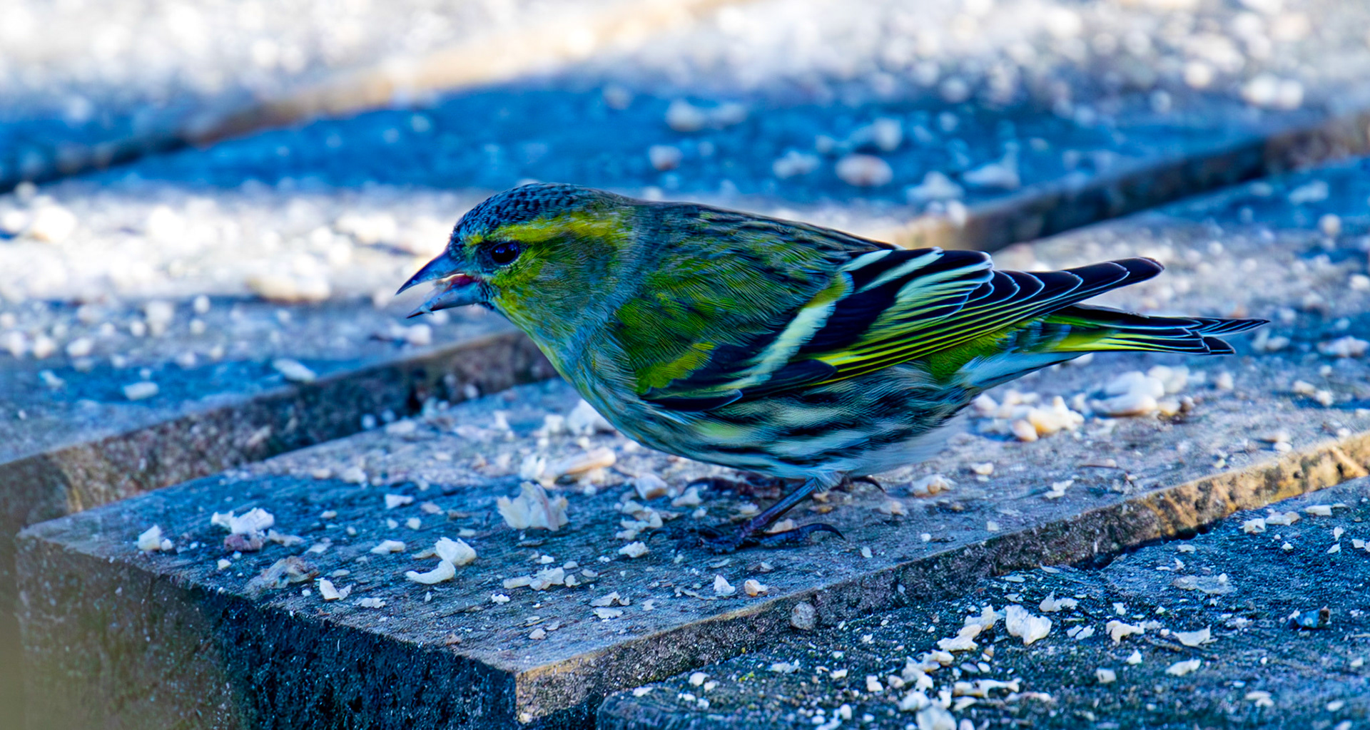 Siskin at Bavelaw 30 January 2025