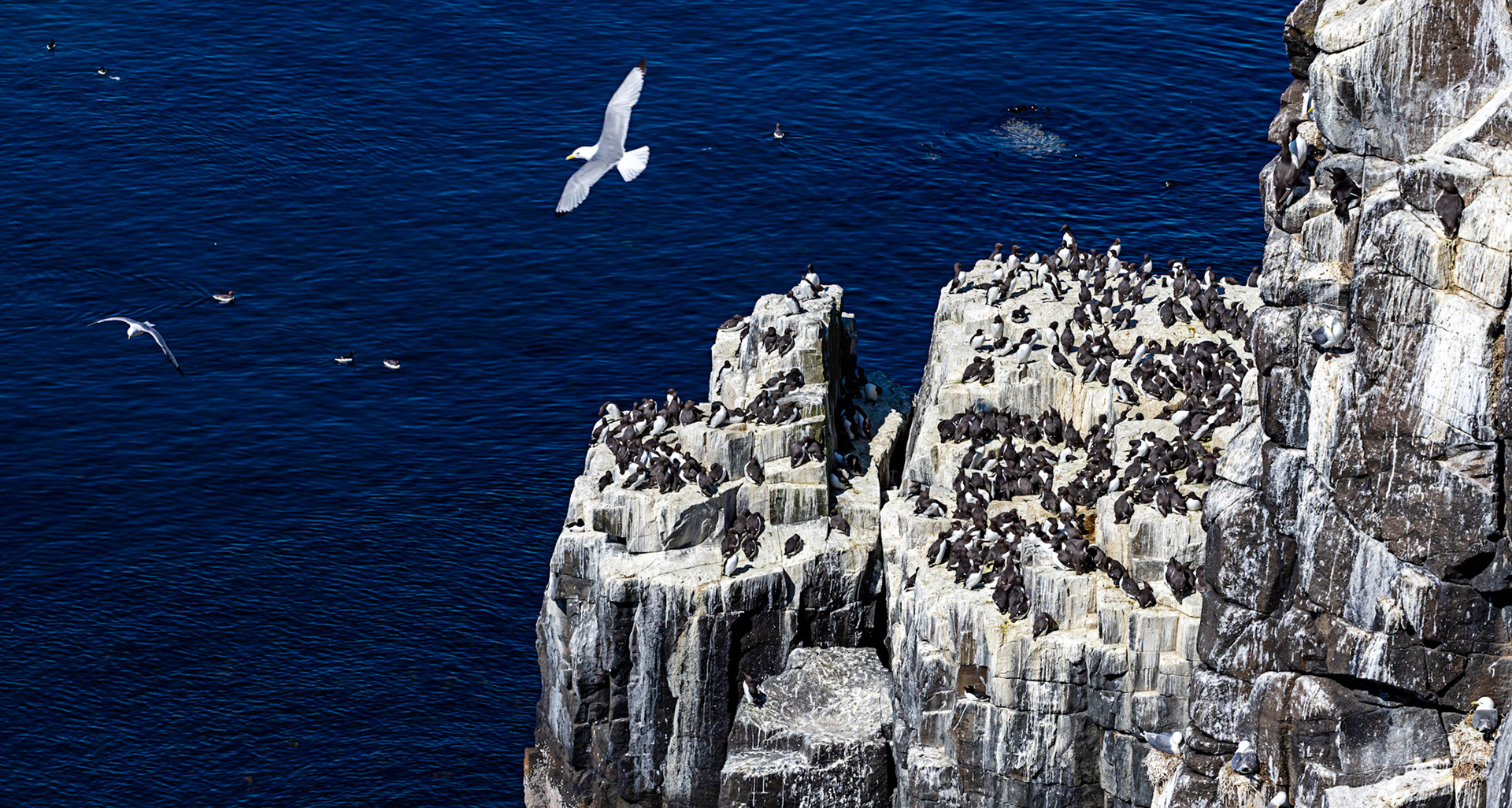 Isle of May - 04 June 2022