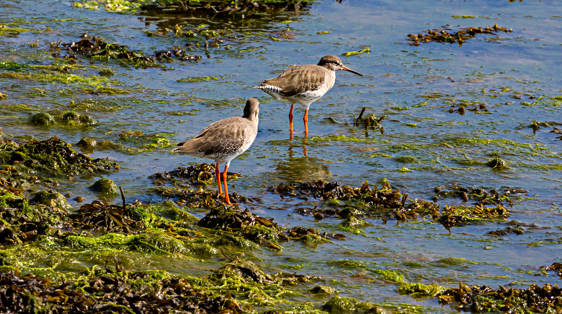 Common Redshank at Keyhaven, Hampshire Please see my other photos at JamesPDeans.co.uk