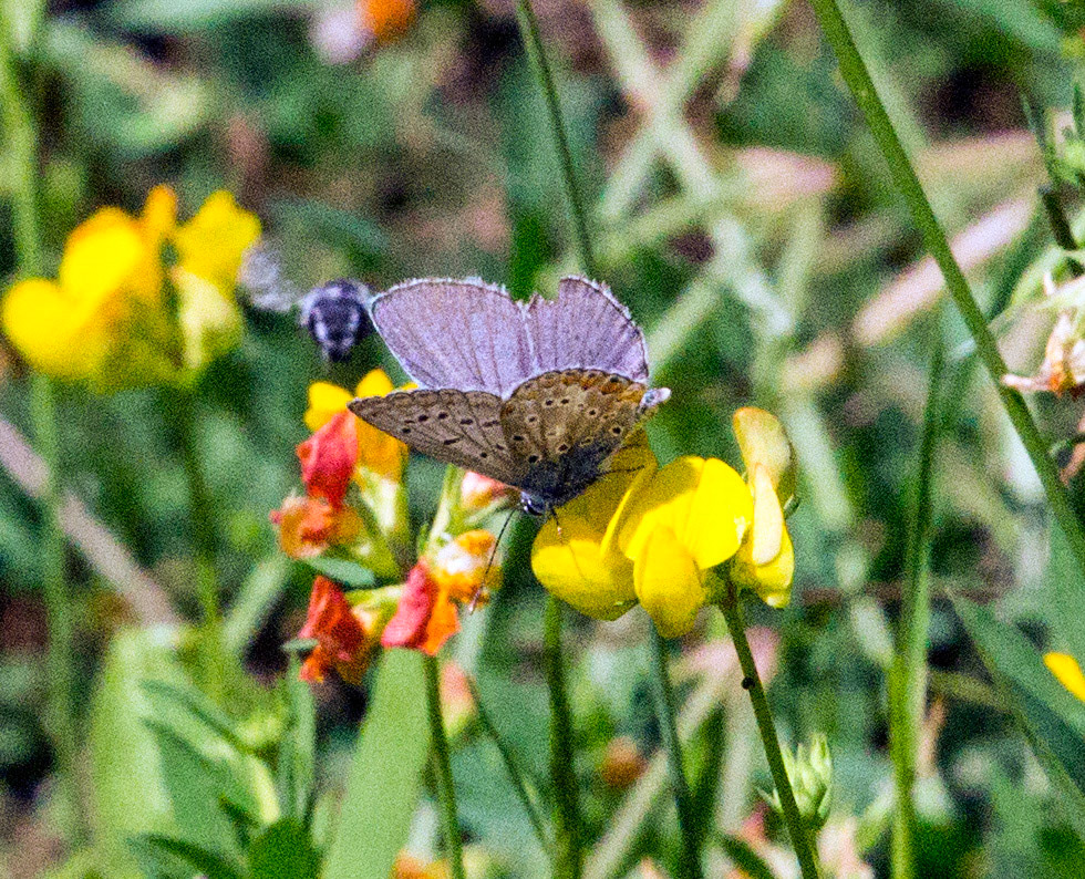Parc Natural de s'Albufera de MallorcaPlease see my other Photographs at: www.jamespdeans.co.uk