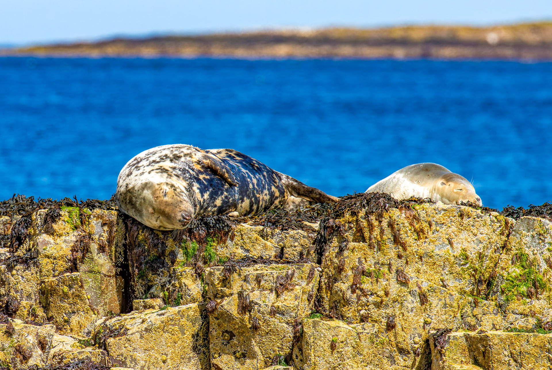 Grey Seals - Farne Islands 03 July 2026