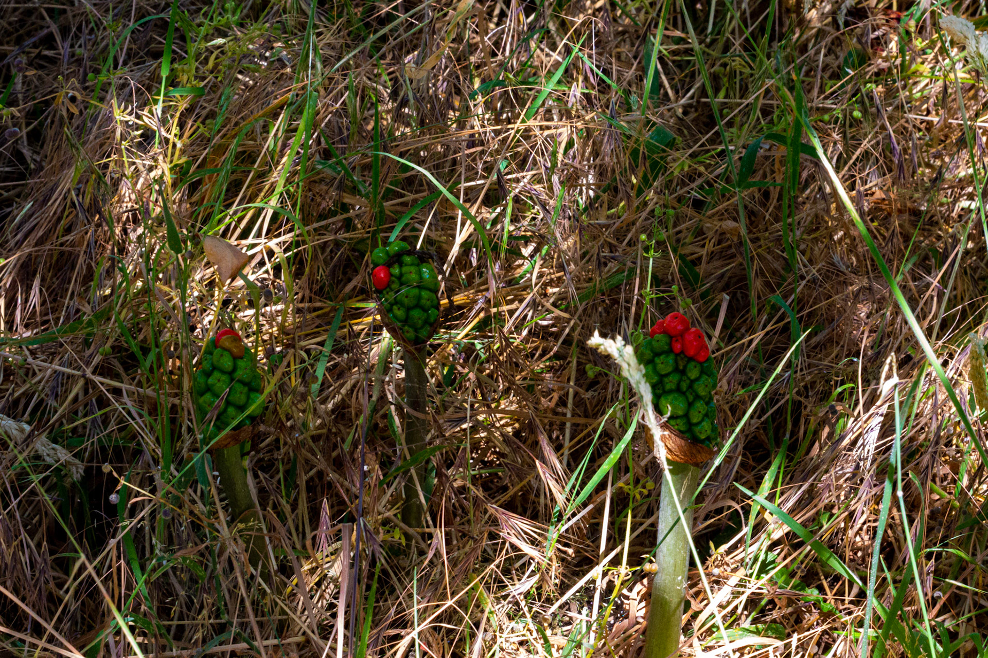 Mottistone IOW 16 July 2022