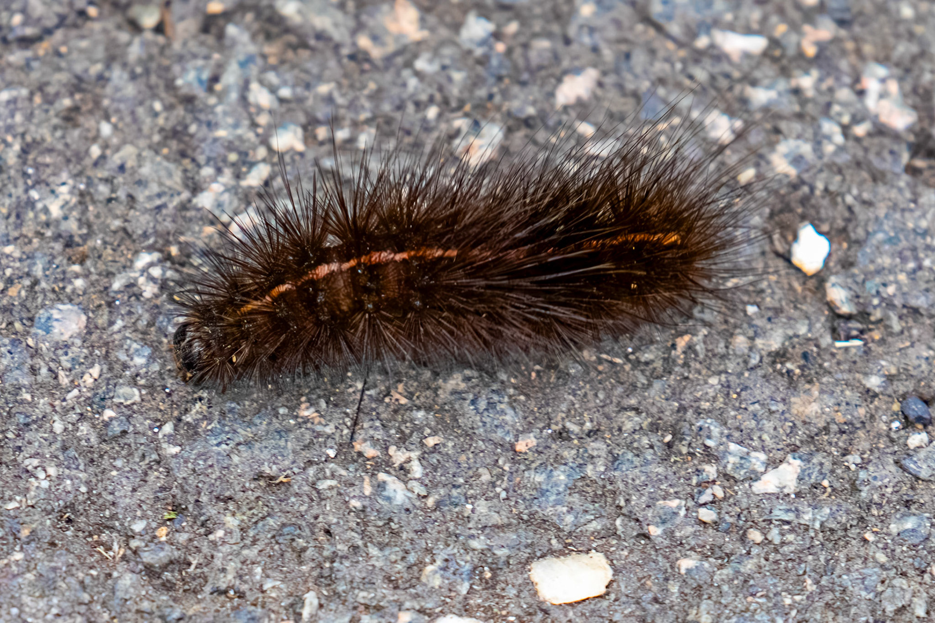 White Ermine moth caterpillar (Spilosoma lubricipeda). Bo'ness 15 August 2025