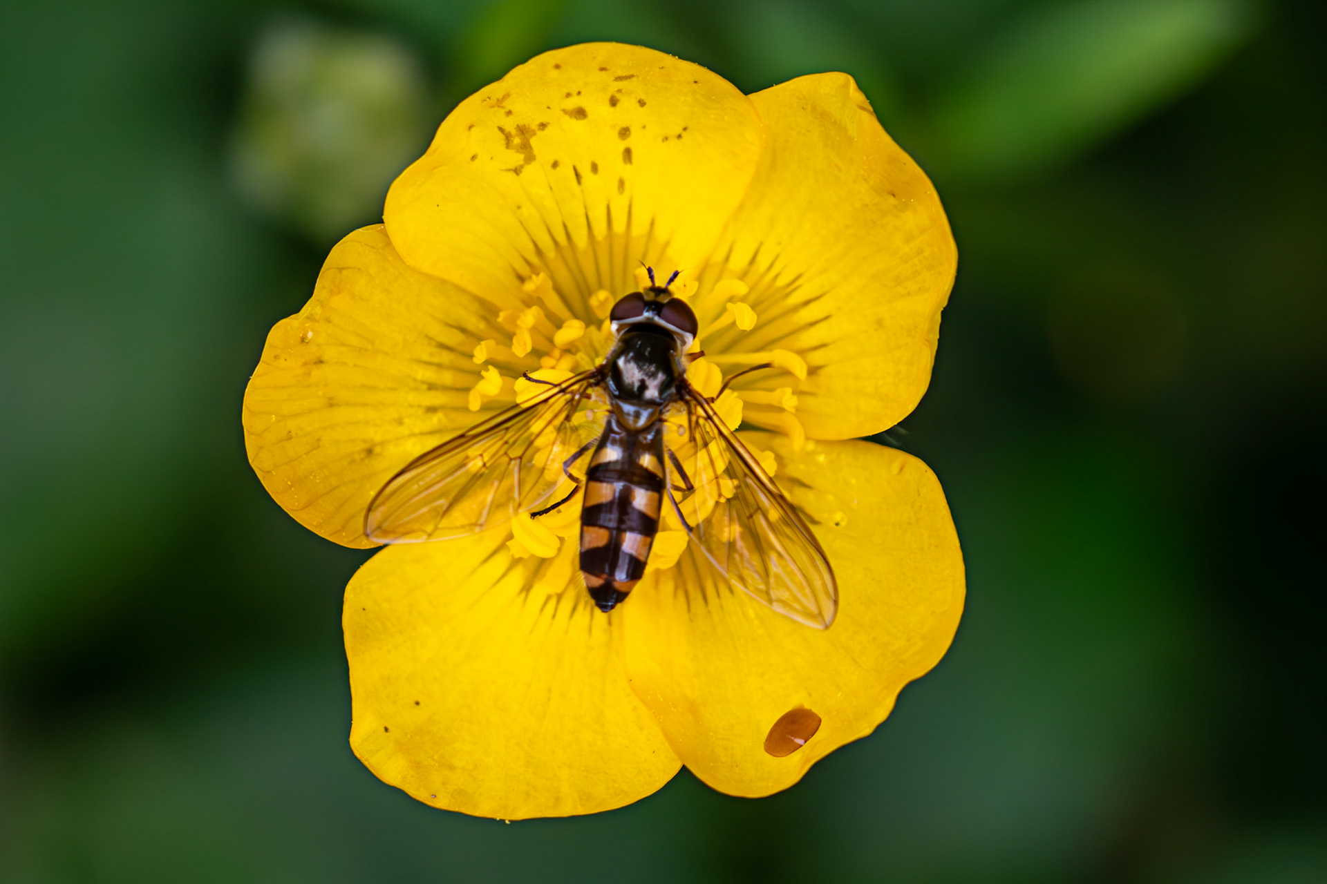 Spotted Meliscaeva (Meliscaeva auricollis) - Gogar Bridge - Leyburn Road 31 May 2025