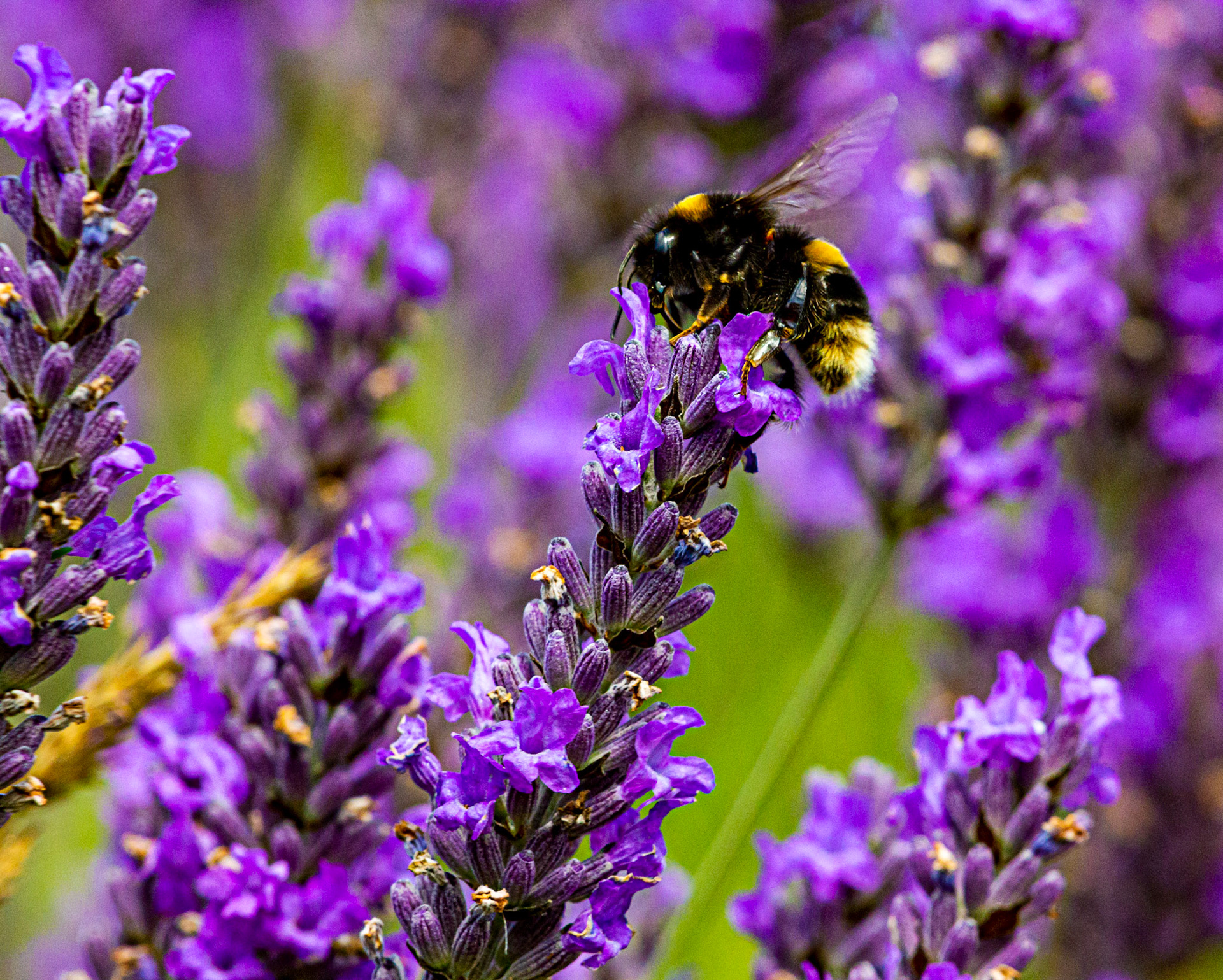 I spent an amazing few hours at Scottish Lavender Oils. They are so dedicated to nature and not to profit!