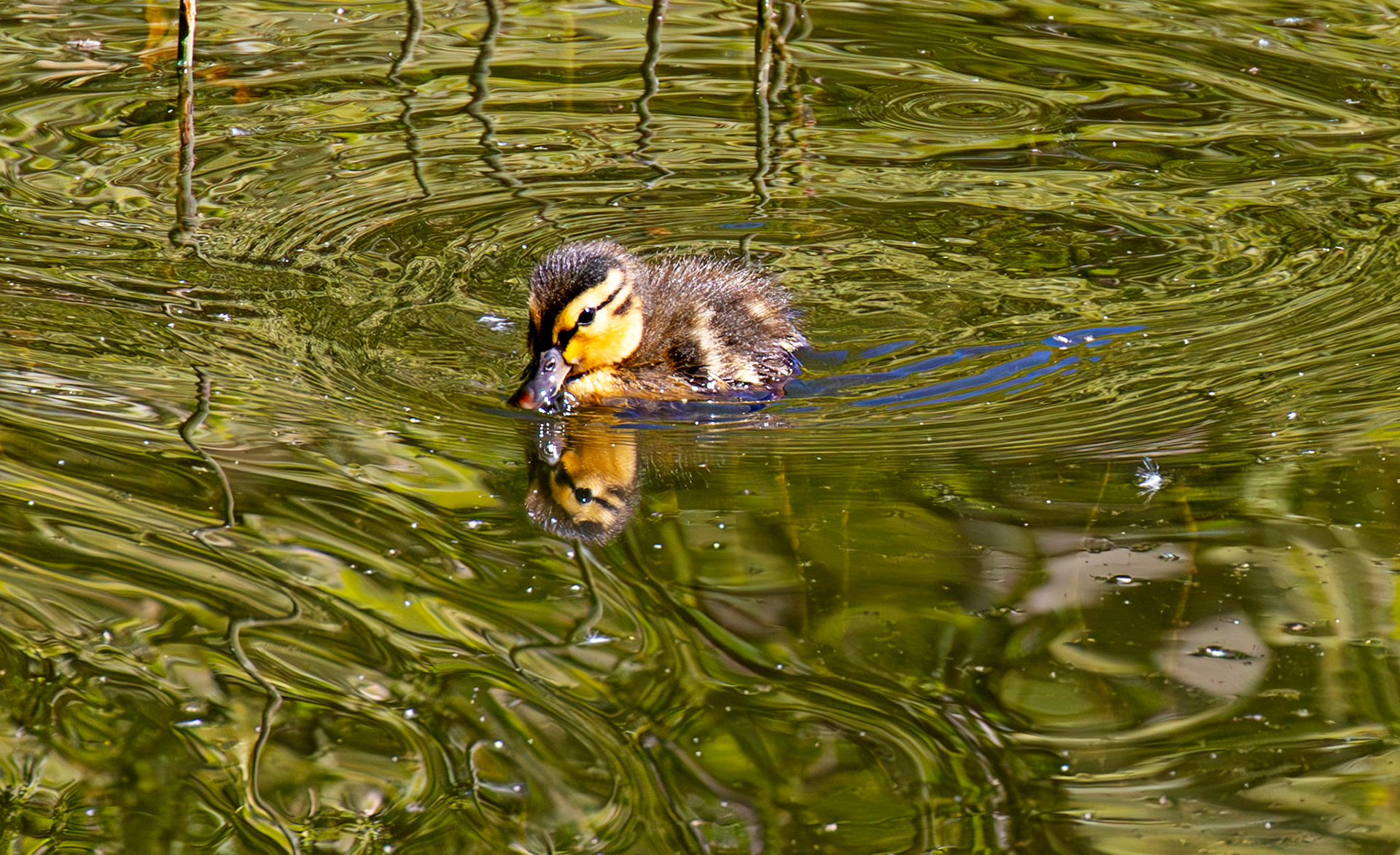 Mallard Duckling - Bavelaw 21 May 2025