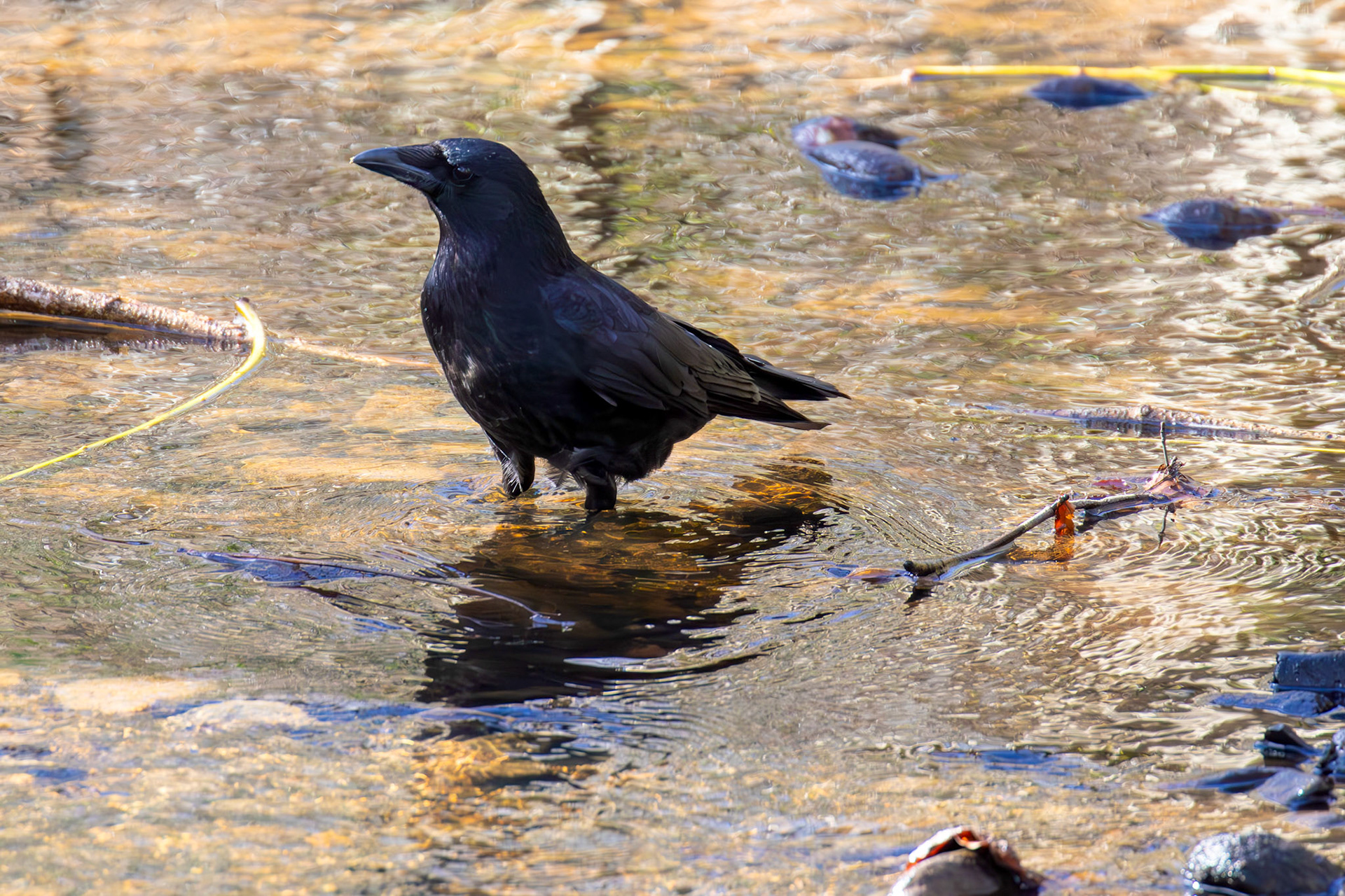 Carrion Crow from a Walk at Murieston 15 March 2025