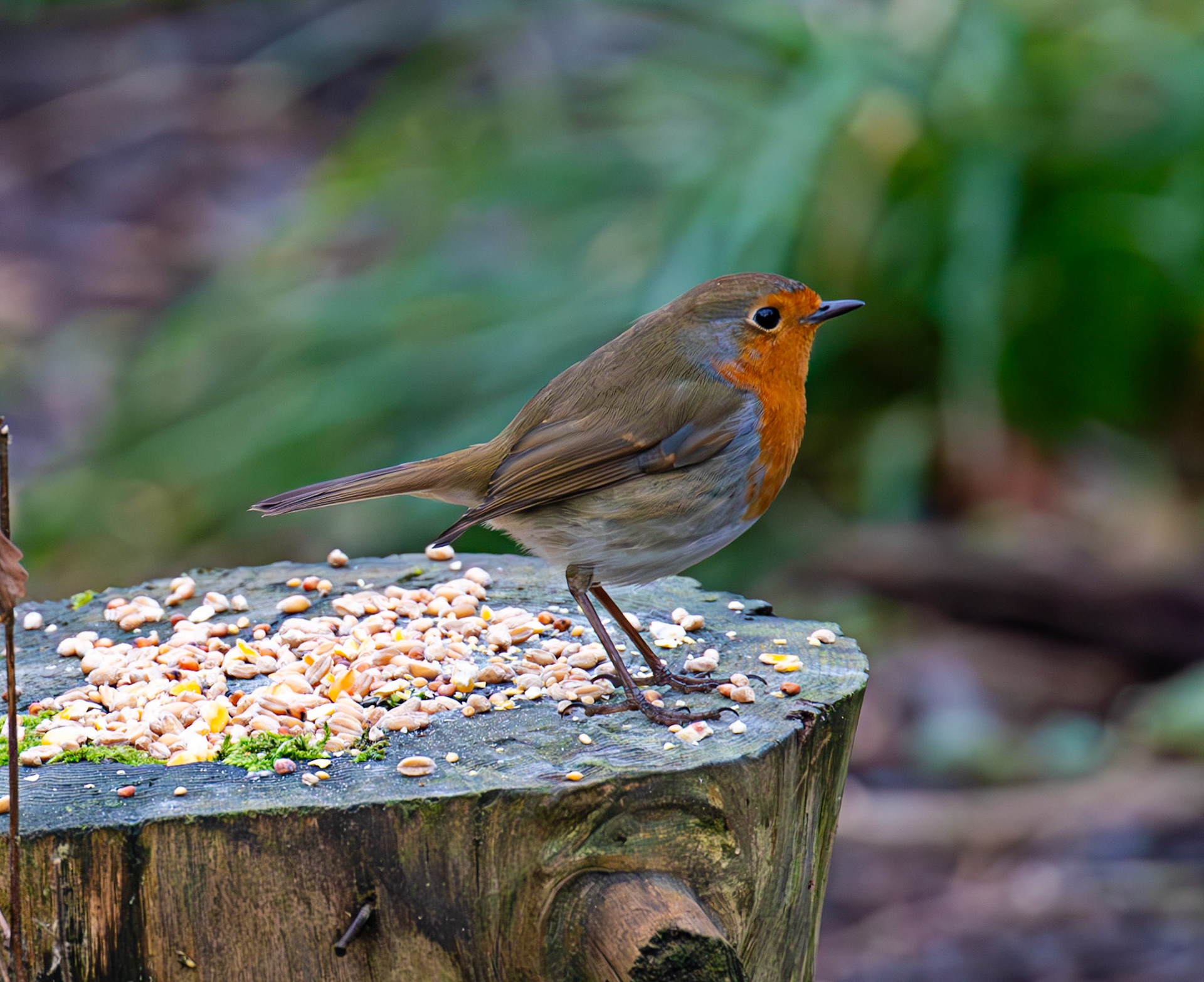 Robin - Big Garden Birdwatch 2025 - Howden Park Walled Garden 26 January 2025