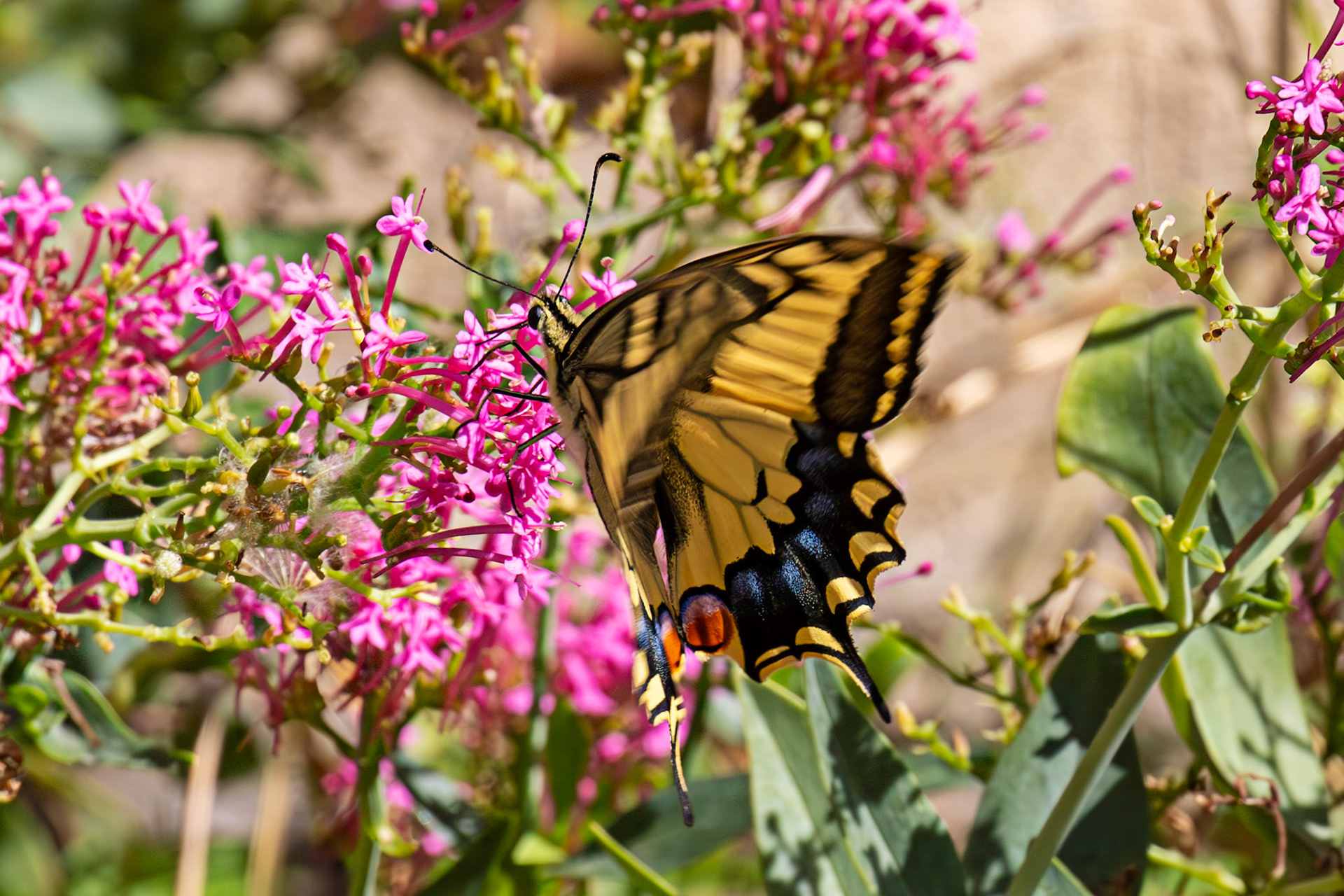 Swallowtail Butterfly - Riomaggiore 06 Sept 2025