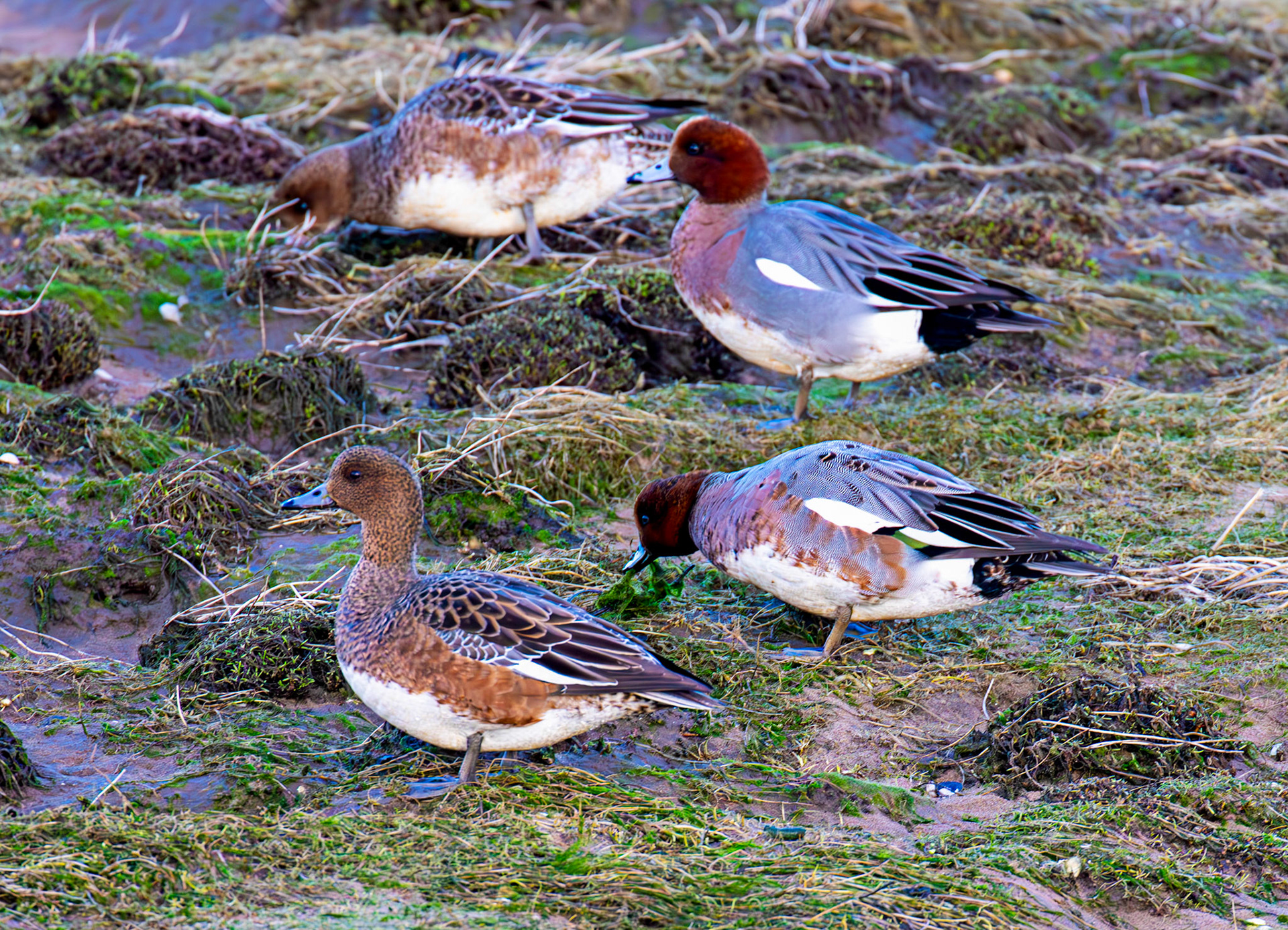 Wigeon at Aberlady, East Lothian - 05 February 2025