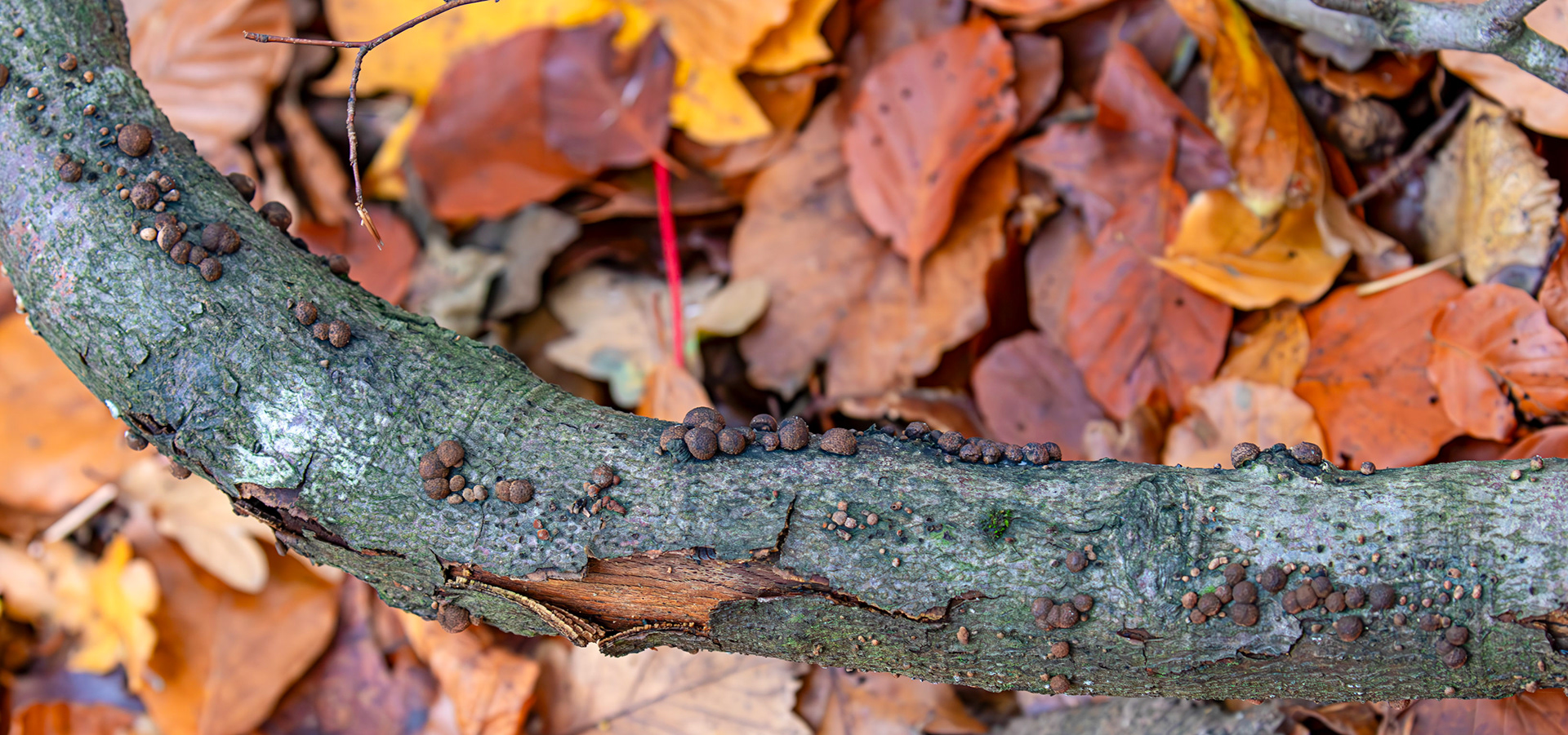 Beech Woodwart (Hypoxylon fragiforme) - Deans Woods - 07 November 2025