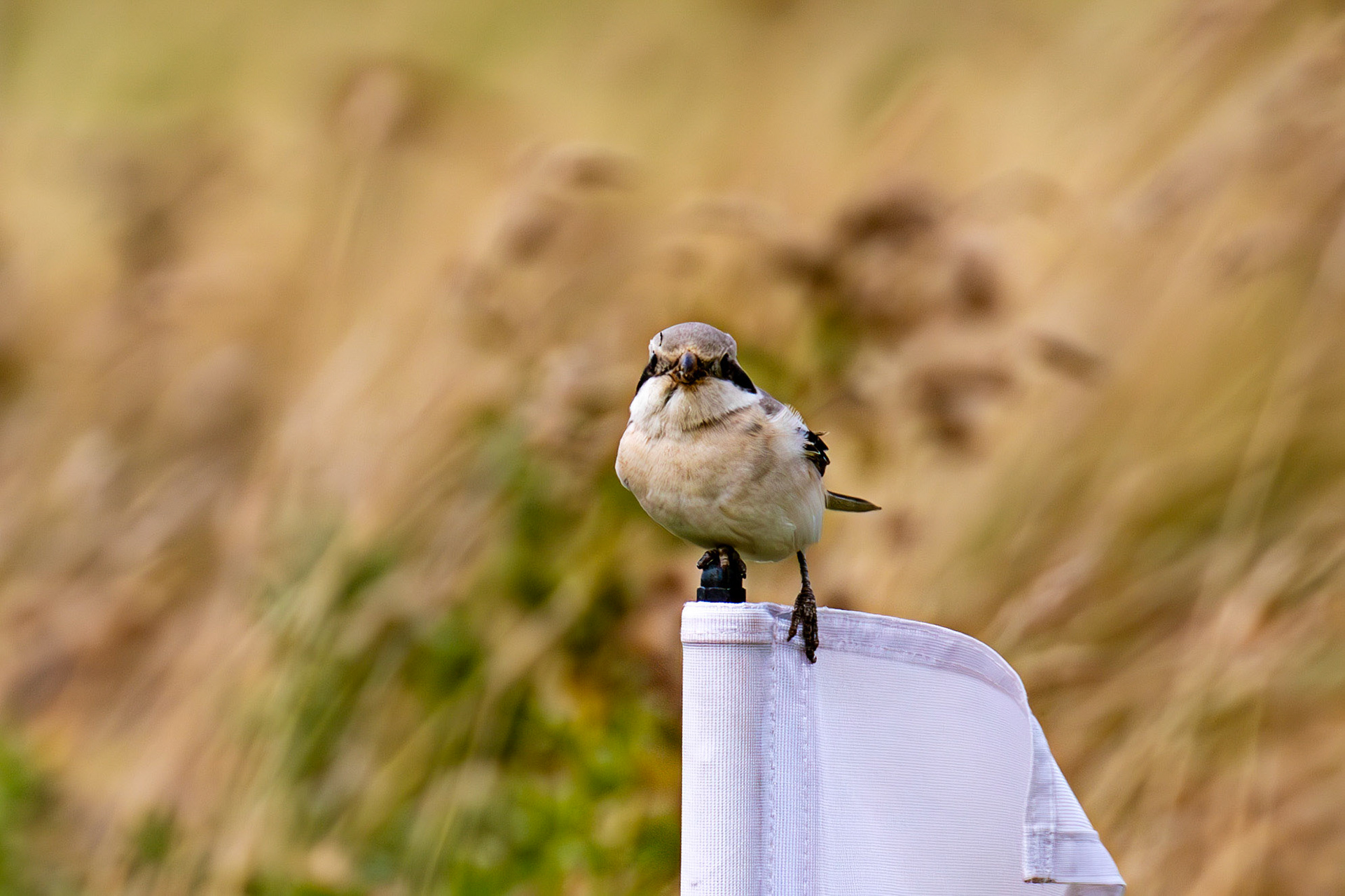 Steppe Grey Shrike in Dunbar 14 Sept 2024