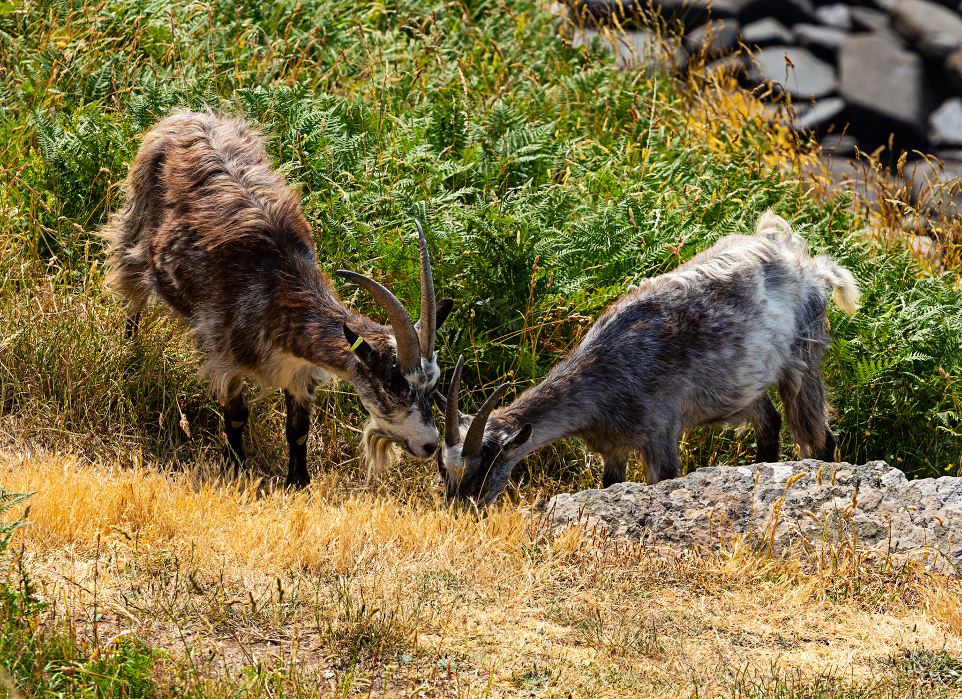 Valley of the Rocks, Lynton 26 June 2023
