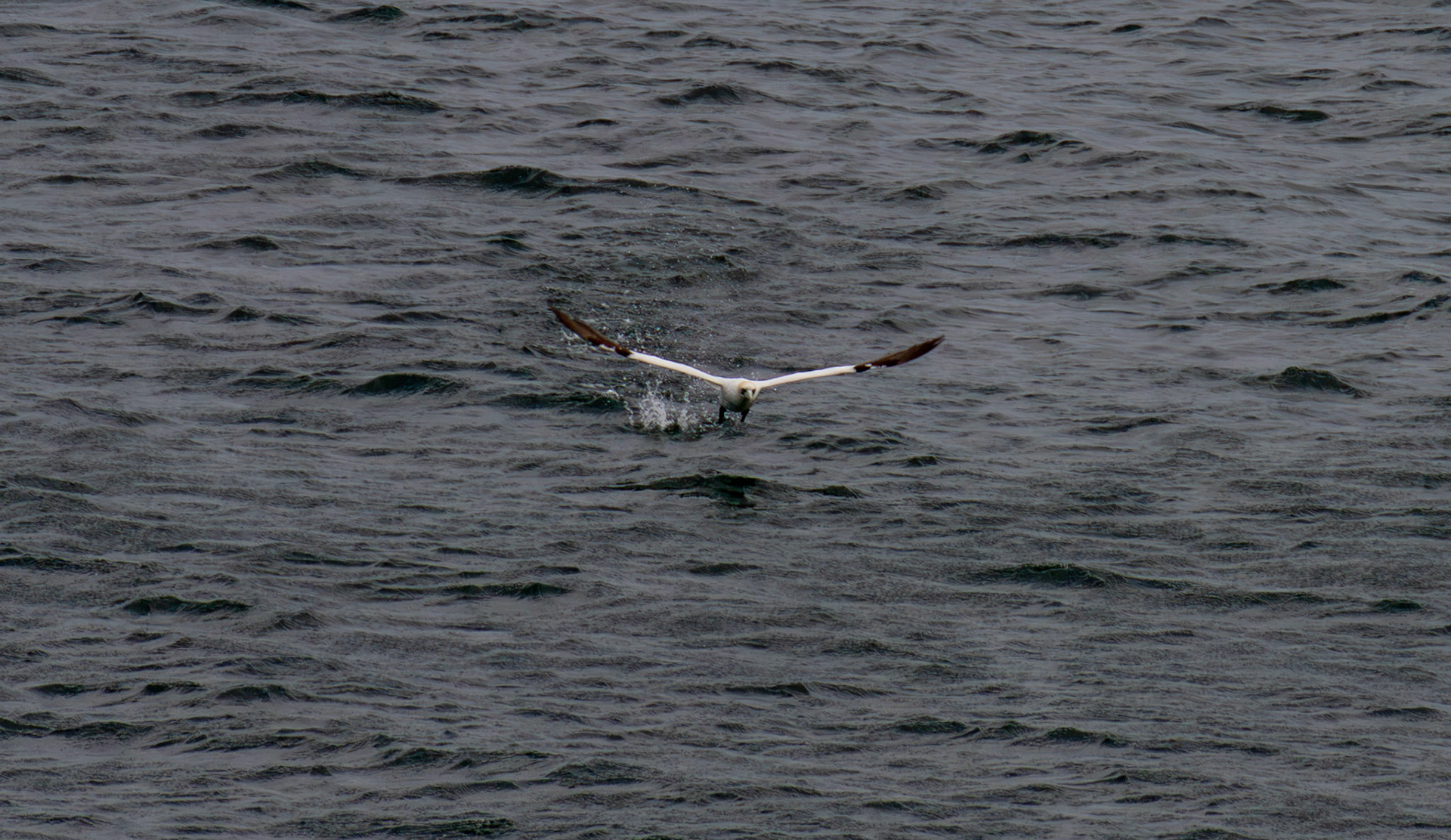Northern Gannet getting airborne after dive - Tantallon Castle 04 July 2026