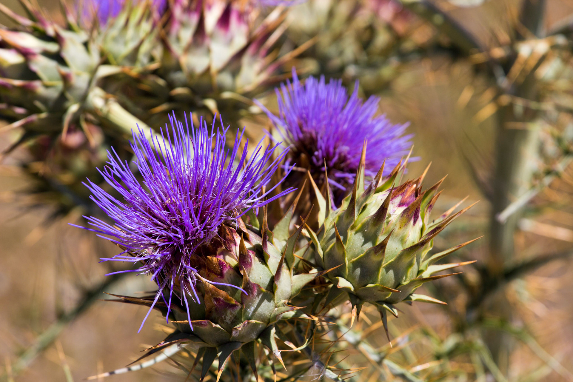 Wild Flowers in Tavira.