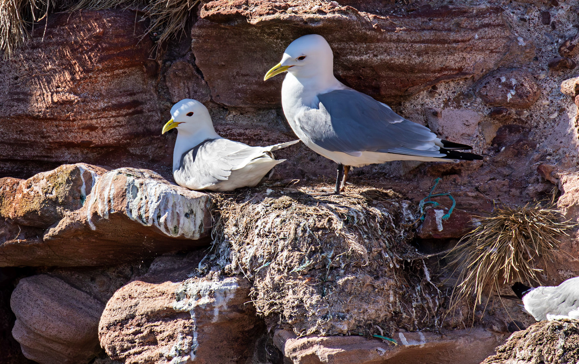 Kittiwakes in Dunbar 17 May 2025