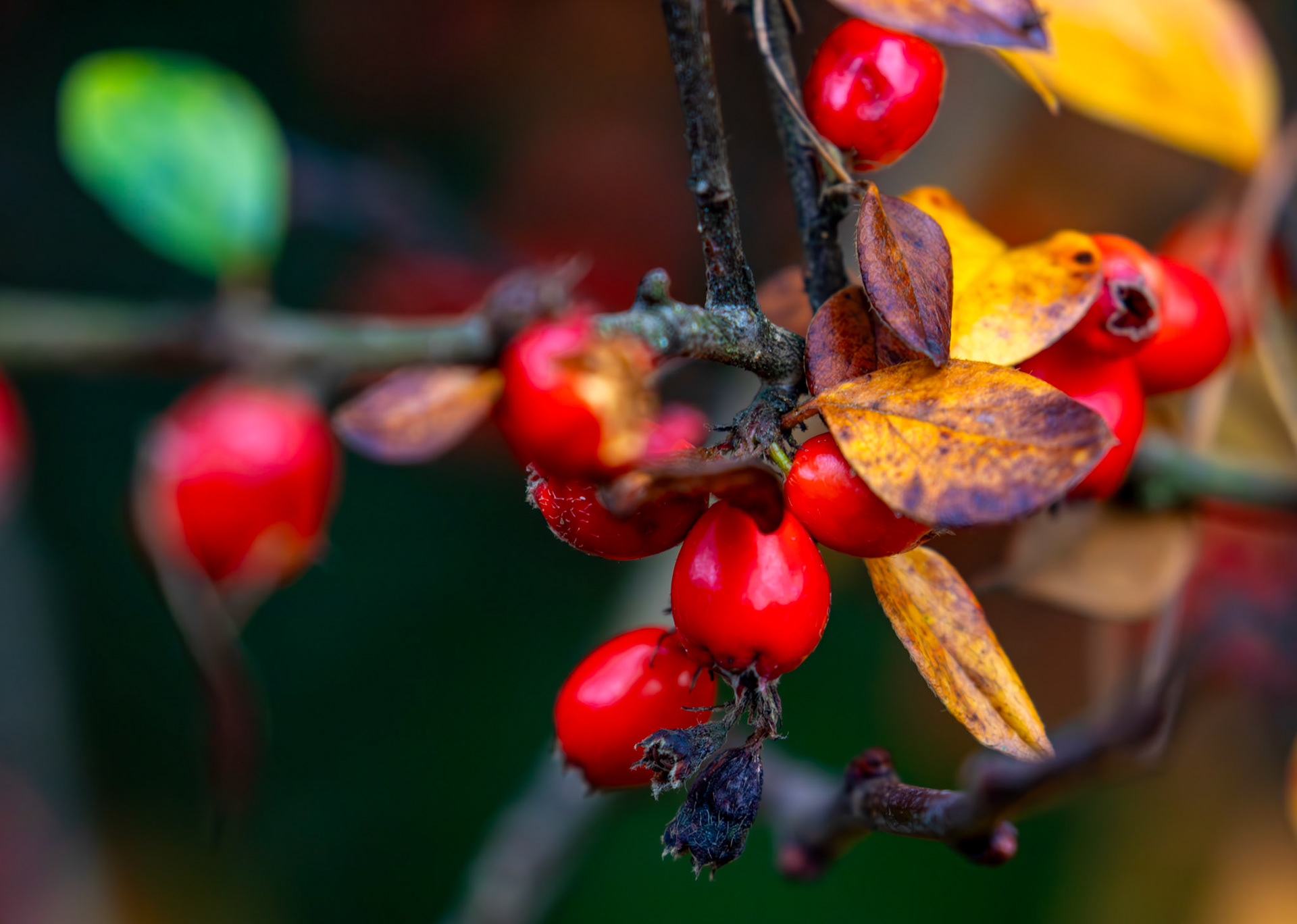 Deans Woods - 07 November 2025