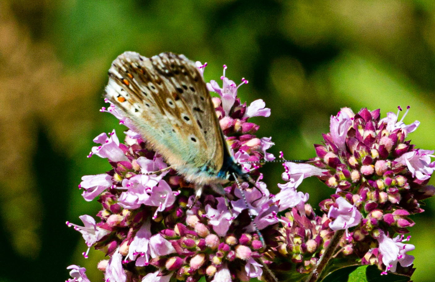 Mottistone IOW 16 July 2022