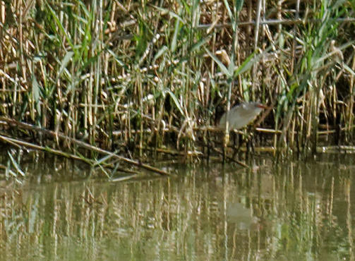 Parc Natural de s'Albufera de MallorcaPlease see my other Photographs at: www.jamespdeans.co.uk