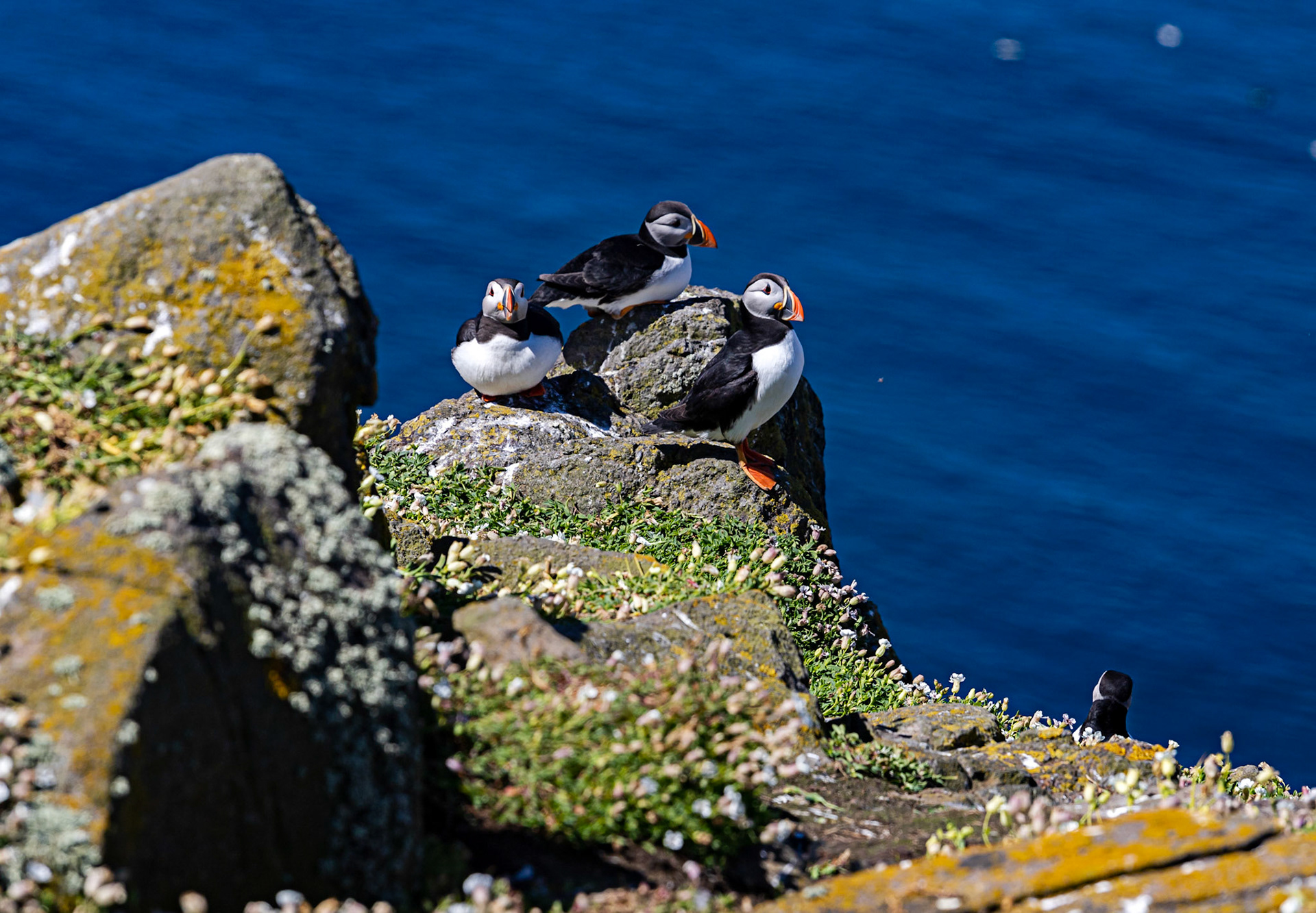 Puffin - Isle of May - 04 June 2022