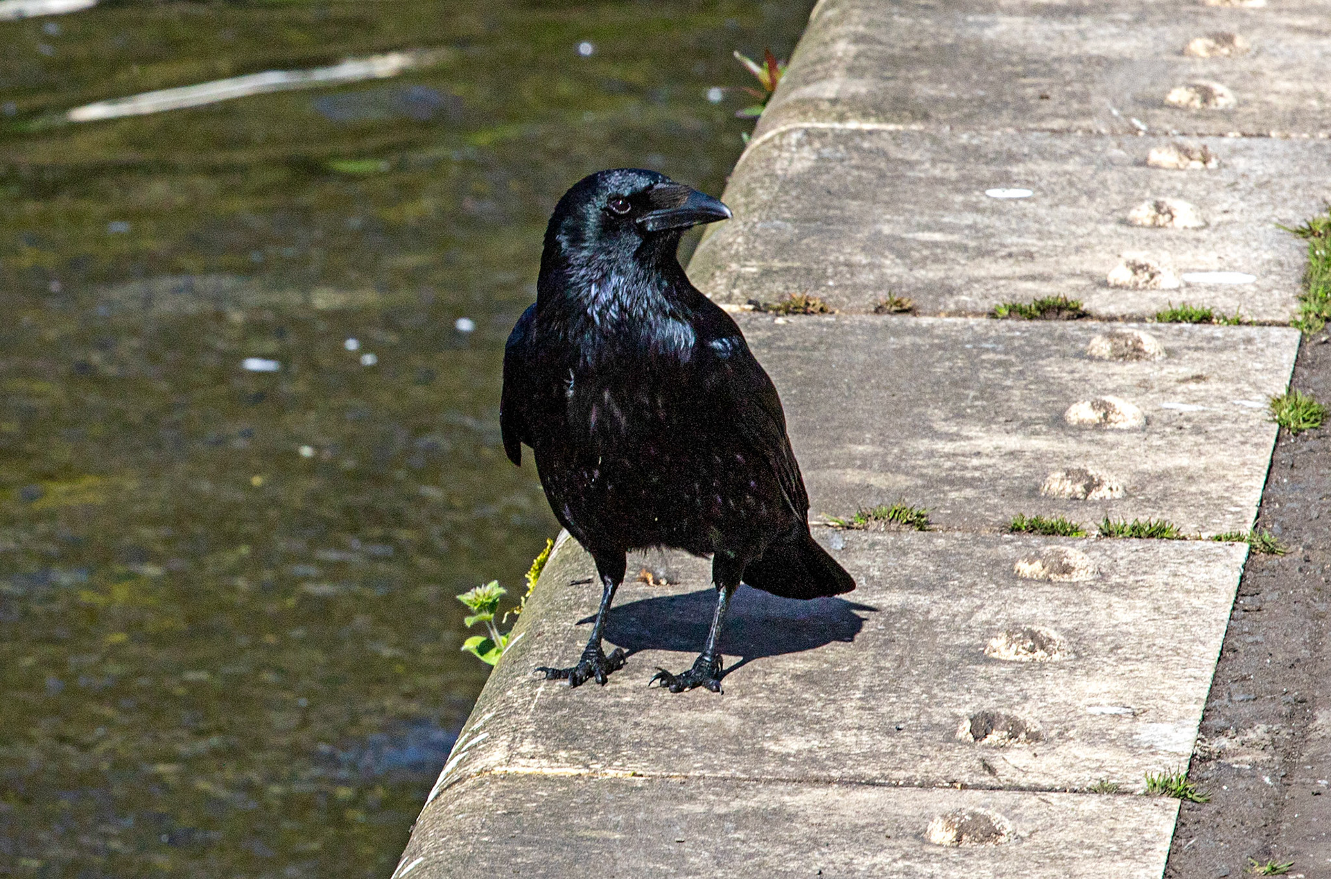 Linlithgow Loch 26 April 2024