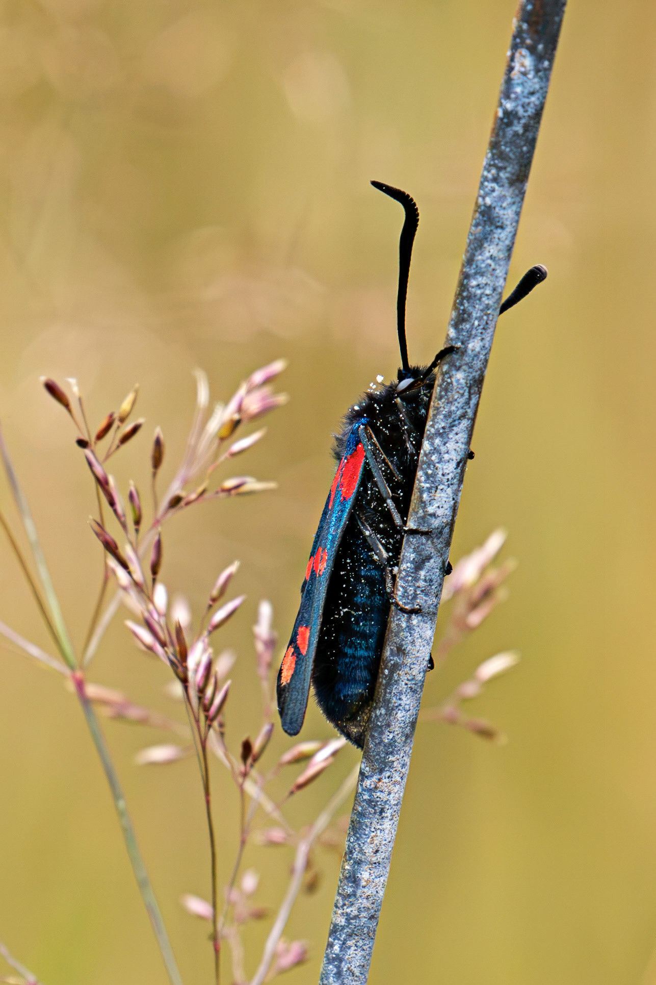 Six-spot burnet moth (Zygaena filipendulae) - Harperrig 14 July 2026