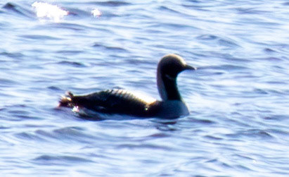Black Throated Diver - Loch Crocach 30 April 2026