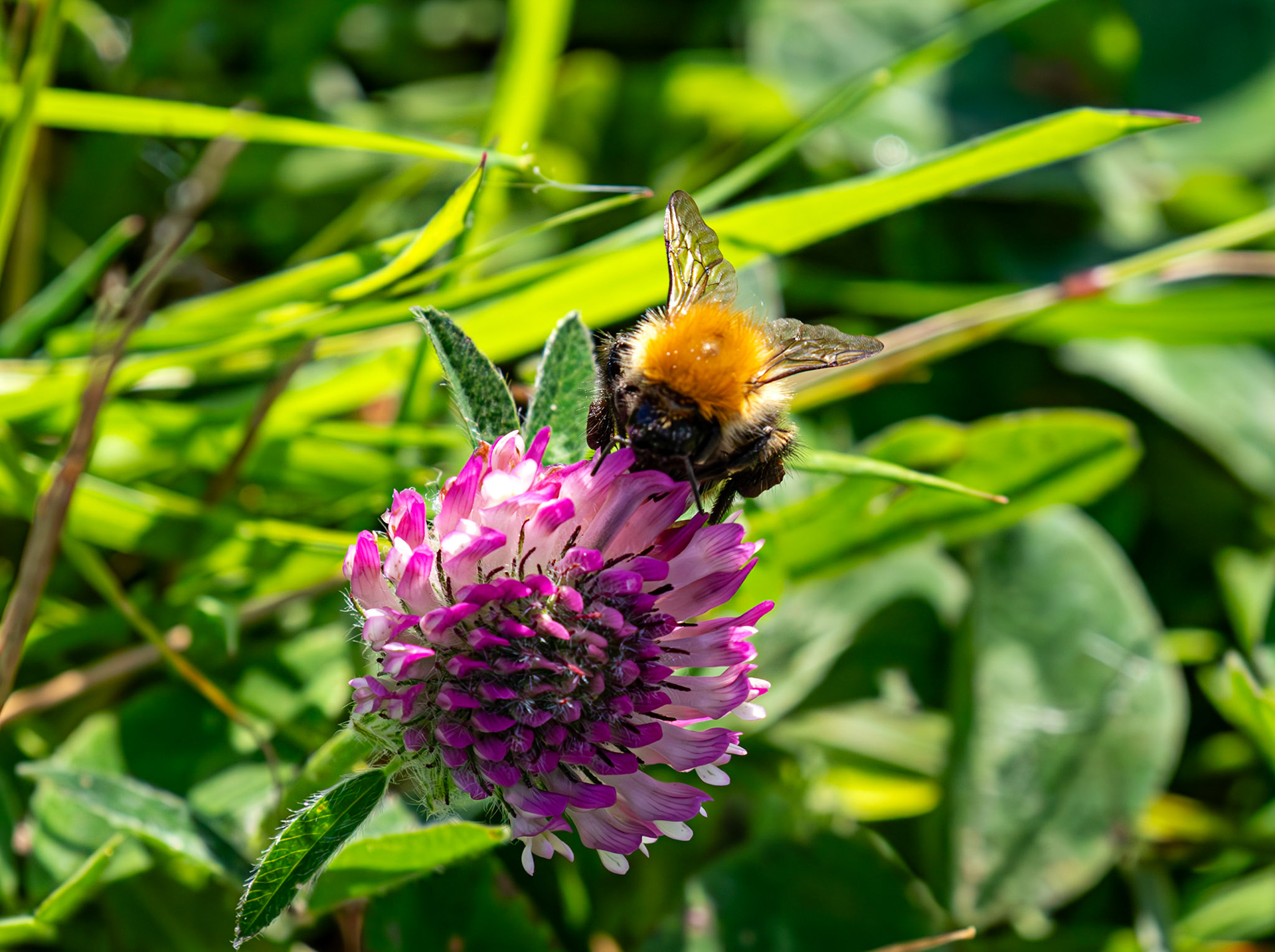 RSPB Loch Leven 06 Sept 2024