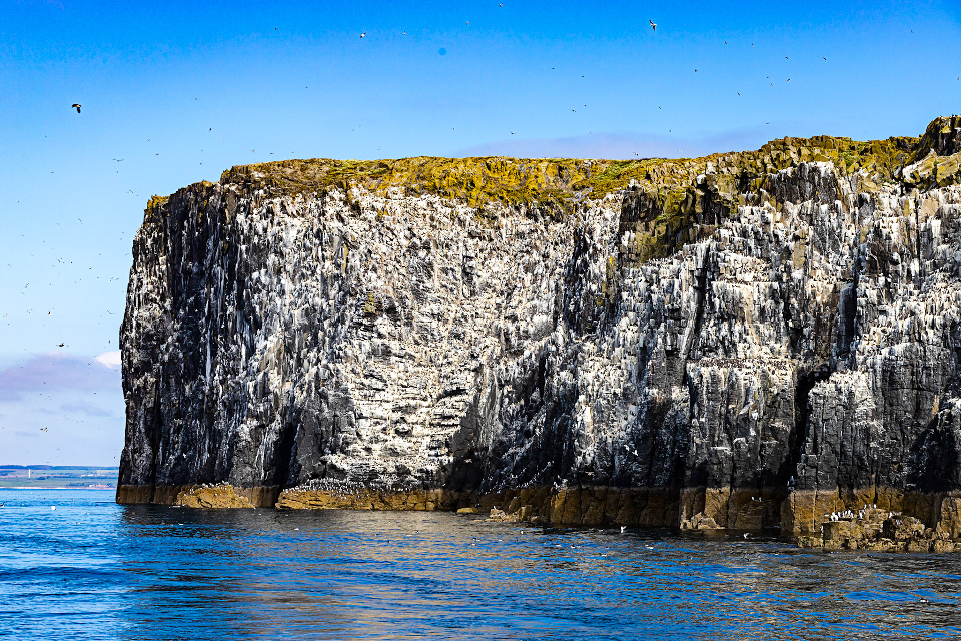 Isle of May - 04 June 2022