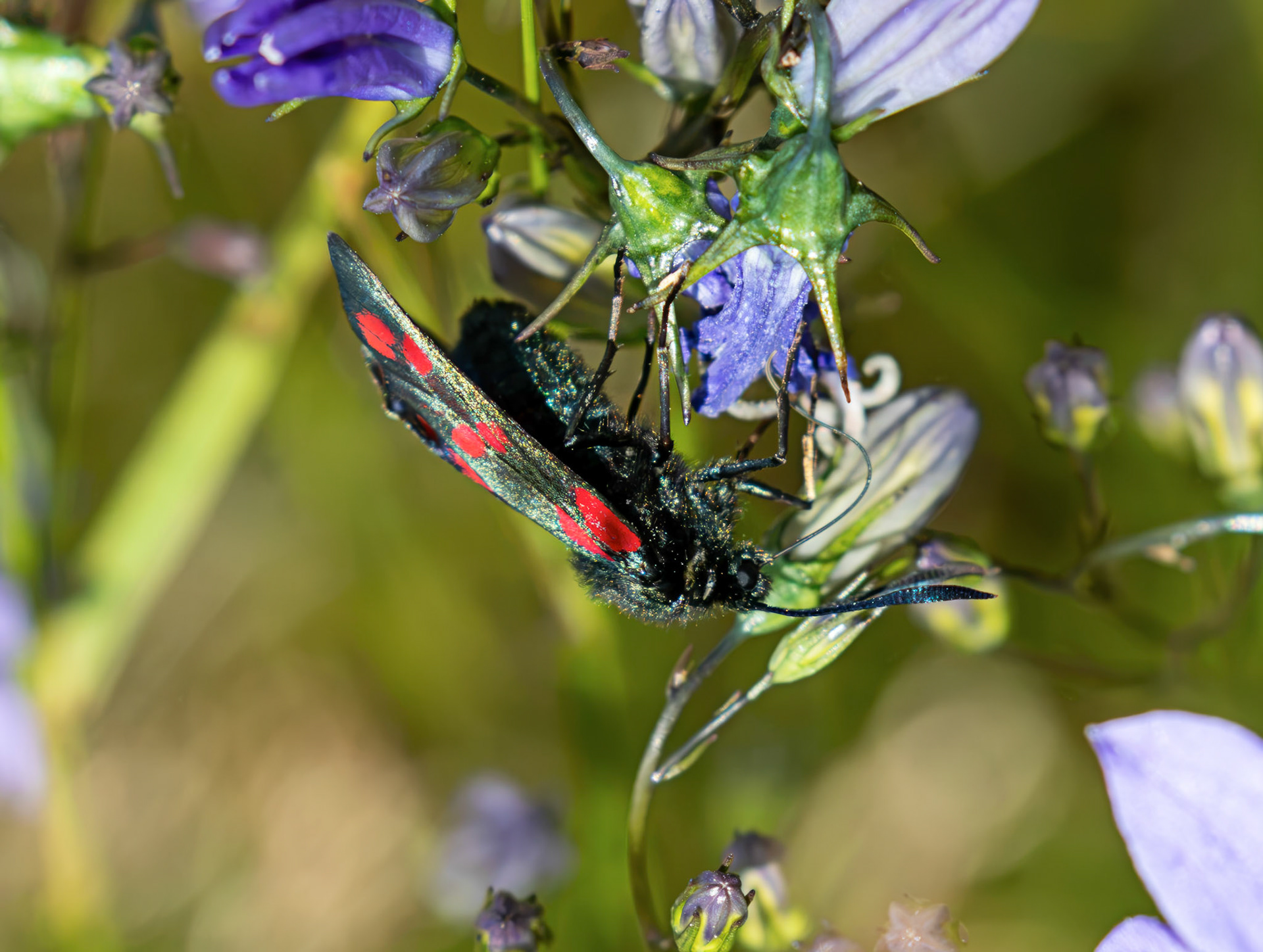 Six Spot Burnet Moth - Harperrig Reservoir 20 July 2026